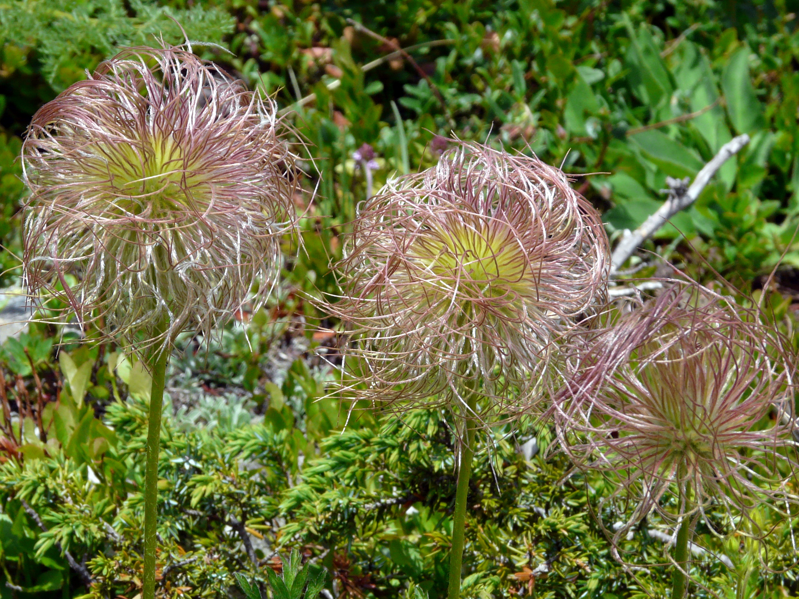 FL13-Anemones-pulsatilles-de-Marie-Helene-Brivet.JPG