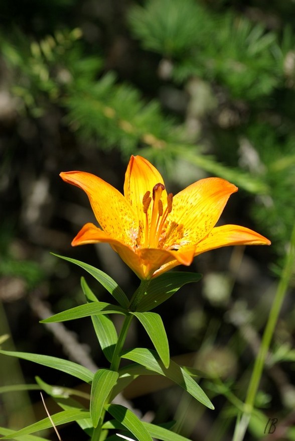 FL22-Lys-orange-de-Isabelle-Battentier.jpg