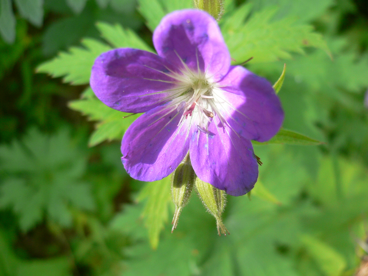 FL29-Gernanium-des-bois-de-Martine-gautier-Valentin.jpg