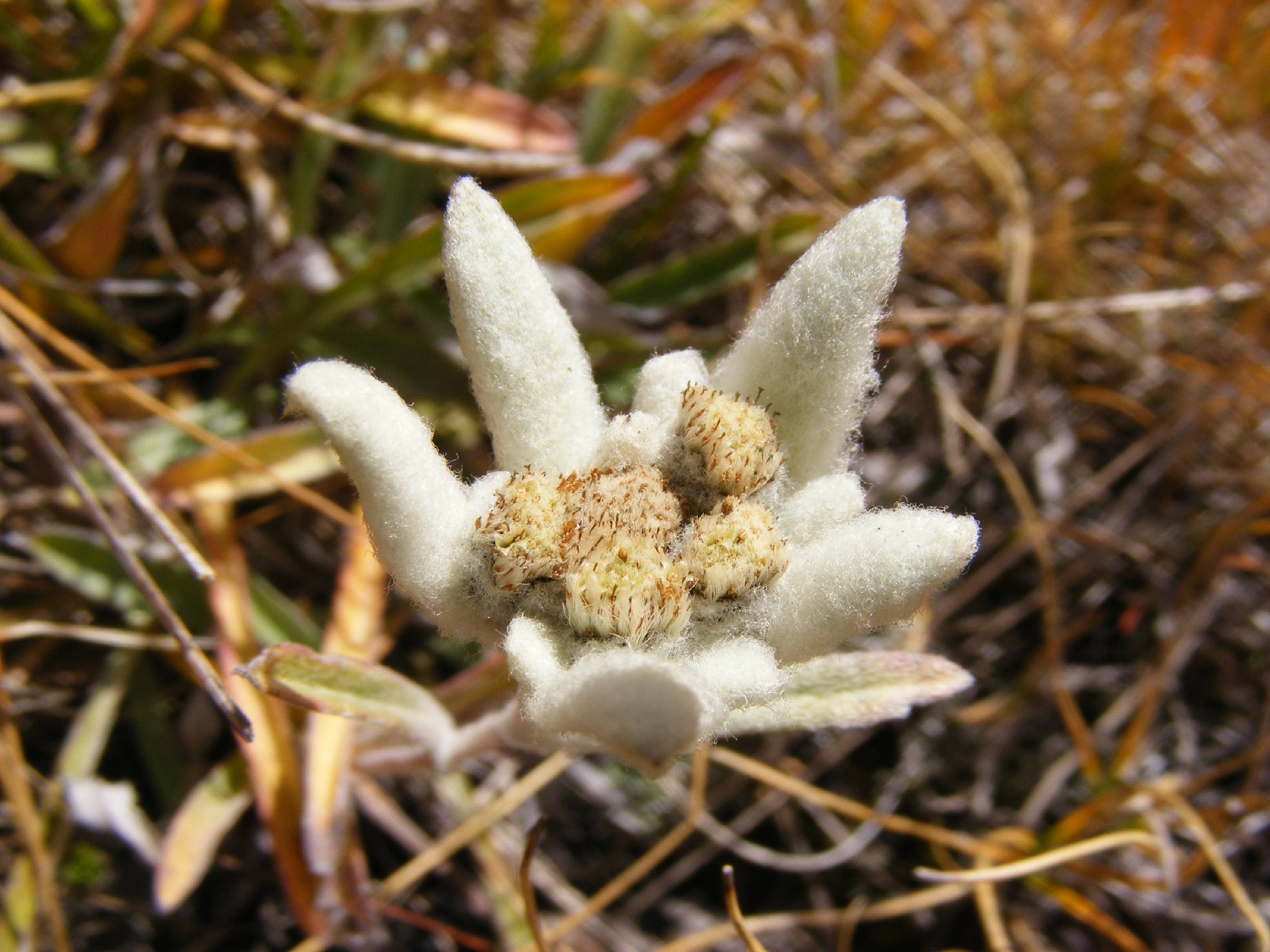 FL36-Edelweiss-de-Anna-Rasotto.jpg