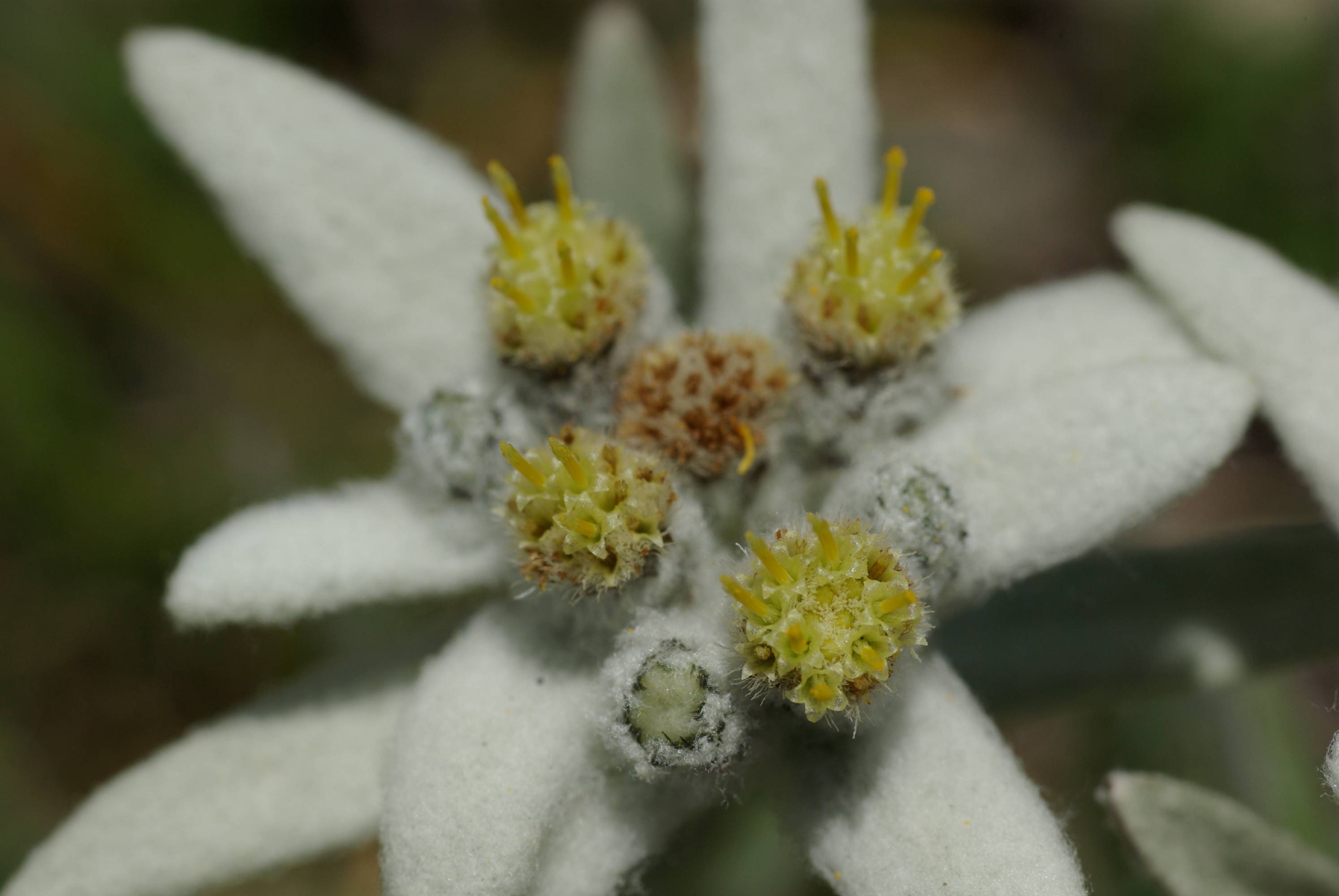 FL37-edelweiss-regis.de-poortere.JPG