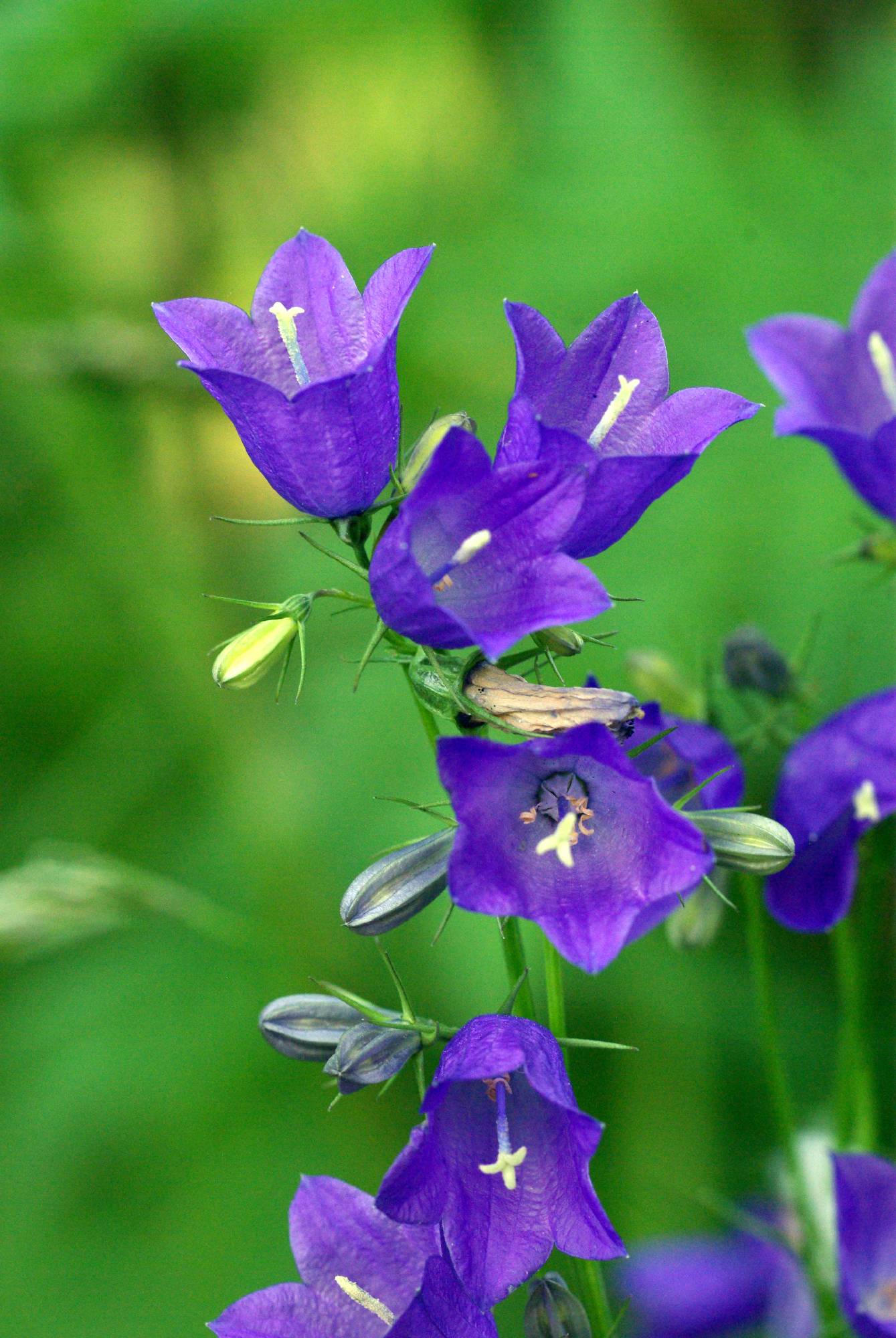 FL40-campanule-de-Benedicte-Emelien.jpg