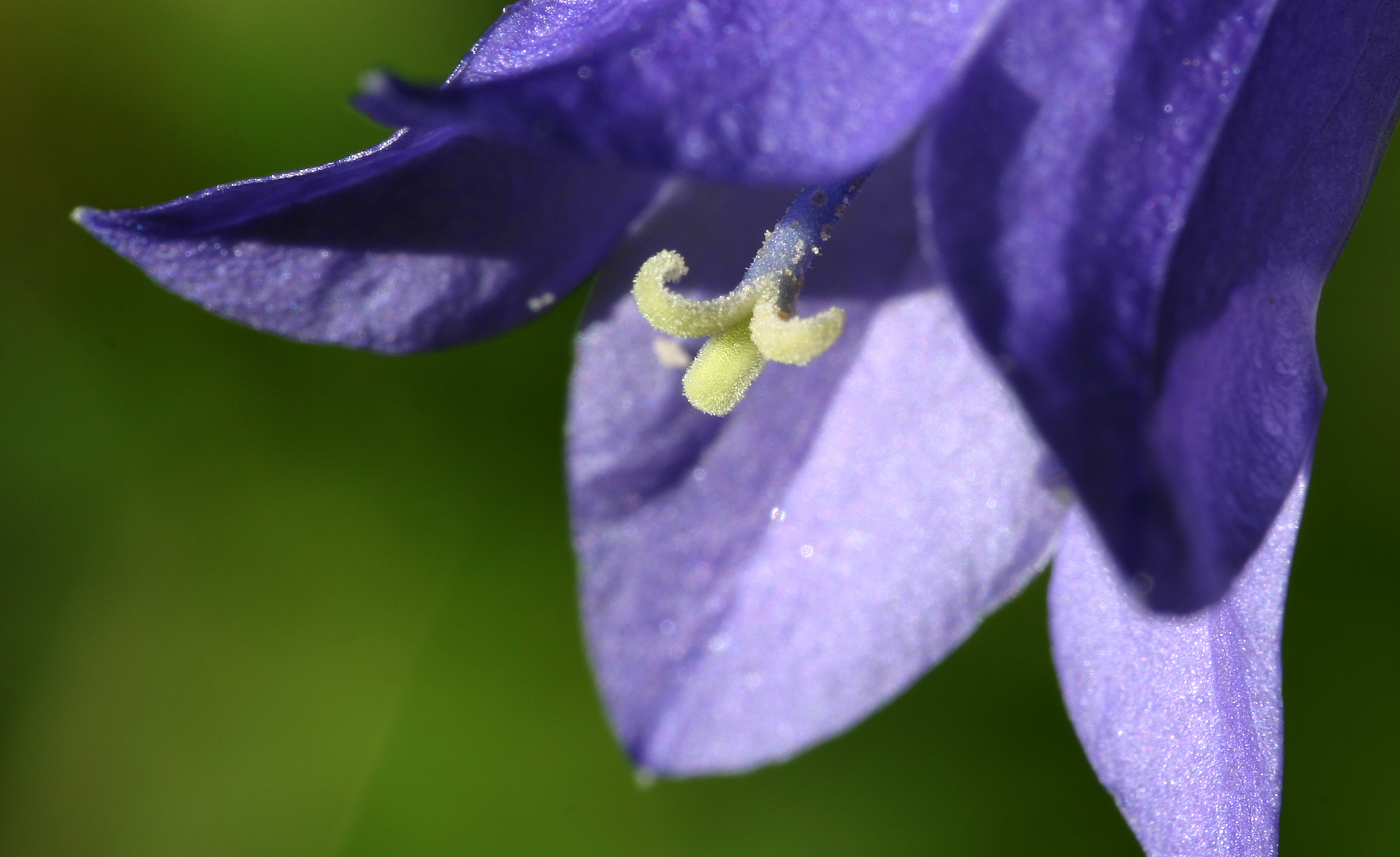 FL41-Capsule-d-une-campanule-gantelee-de-David-Murgier.jpg