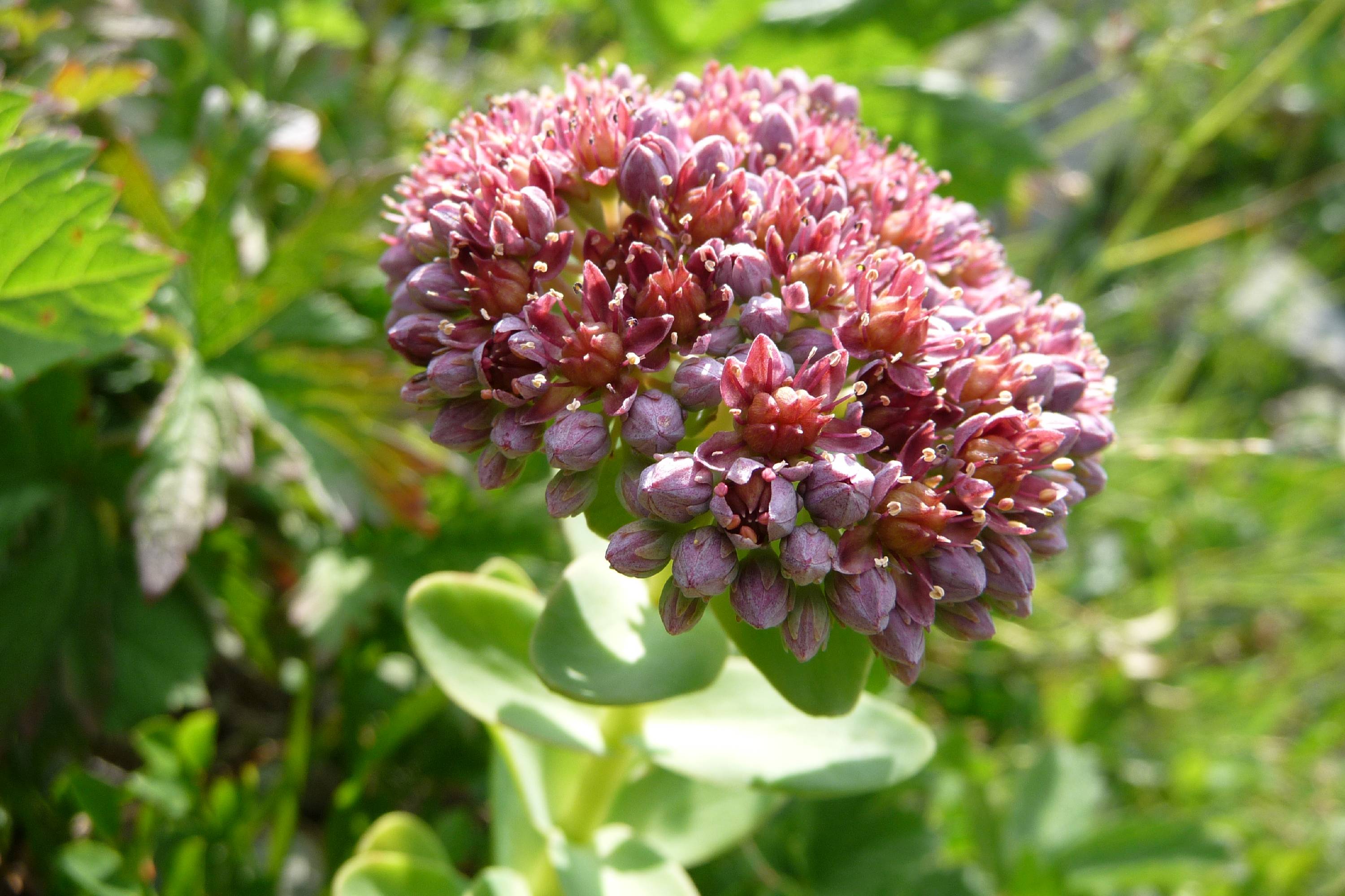 FL43-Sedum-anacampseros-Thierry-Bois.JPG