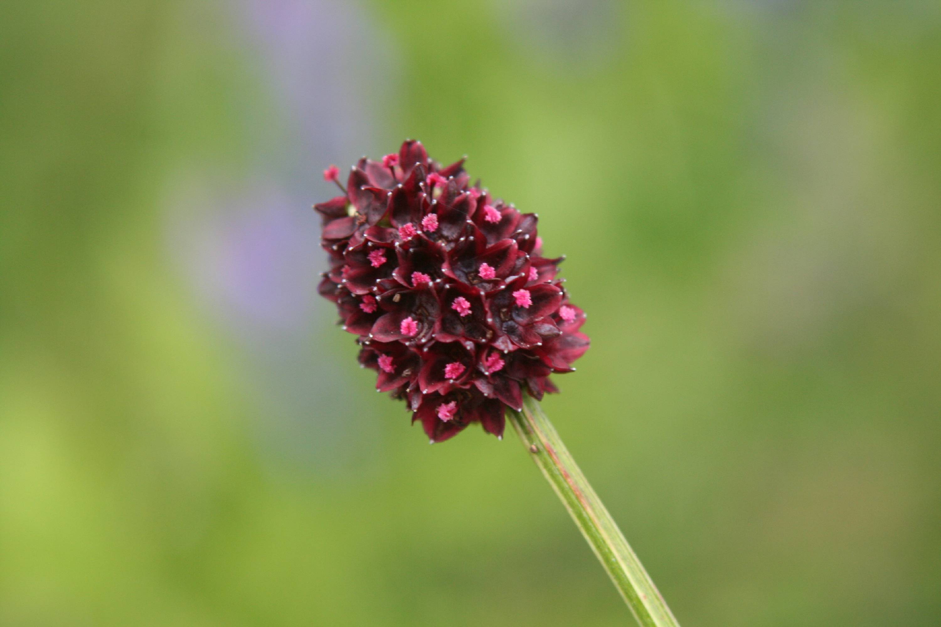 FL46-Pimprenelle-officinale-de-Laurent-Crochez.jpg