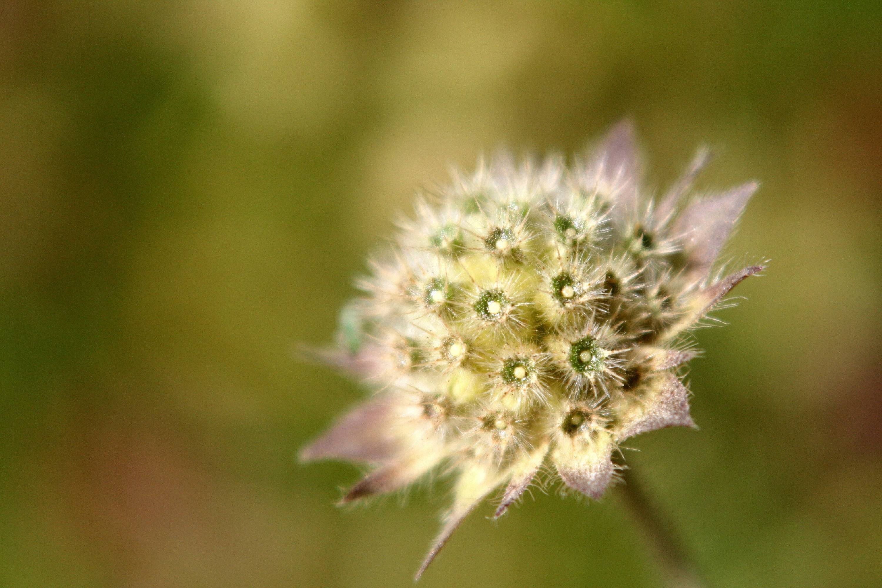 FL47-fleur-a-identifier-de-Laurent-Crochez.jpg