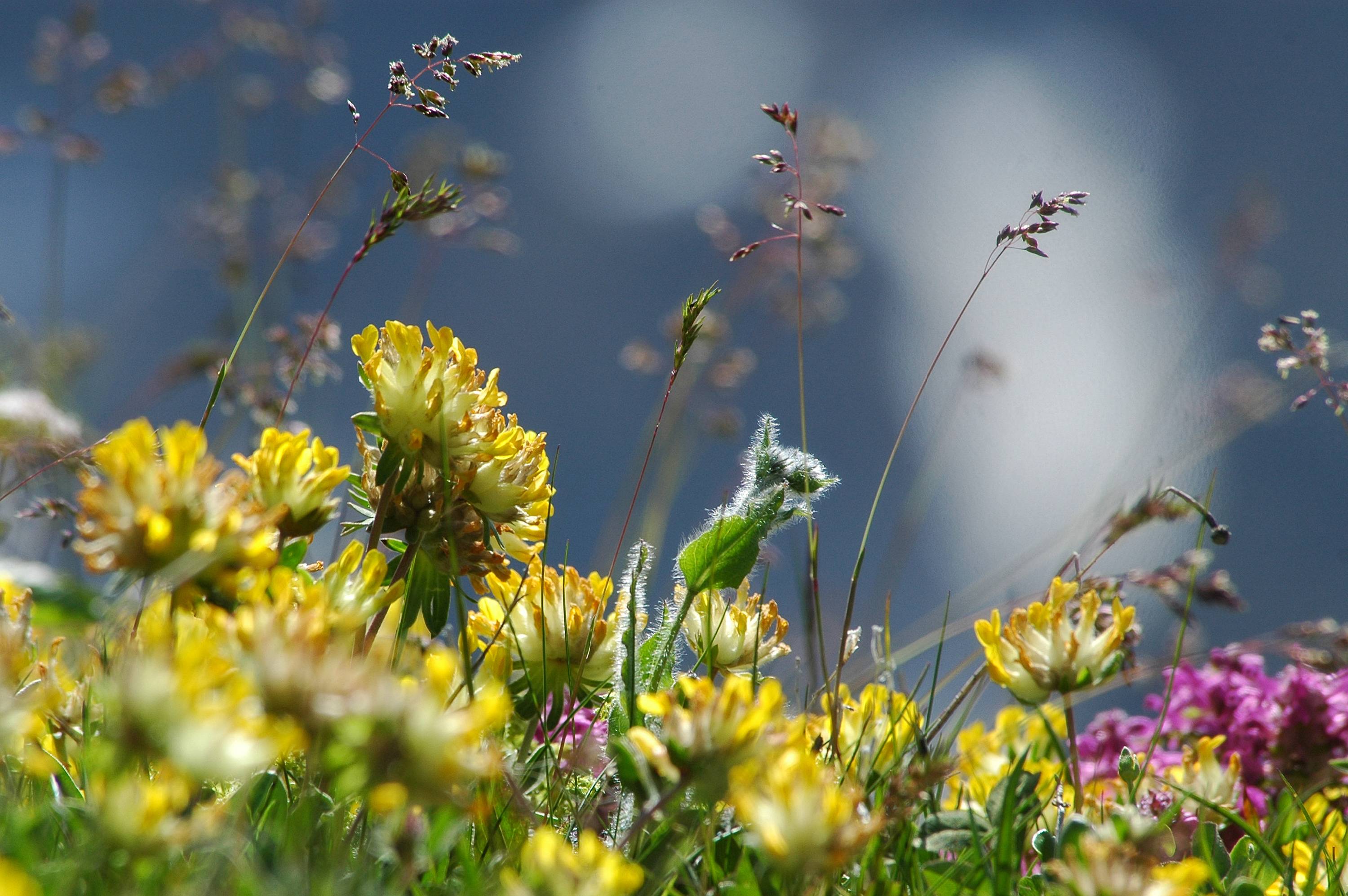 FL48-Bouquet-d-anthylides-de-Christian-Merentier.jpg