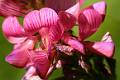 FL18-Sainfoin-a-feuilles-de-vesce-de-Daniel-Murgier