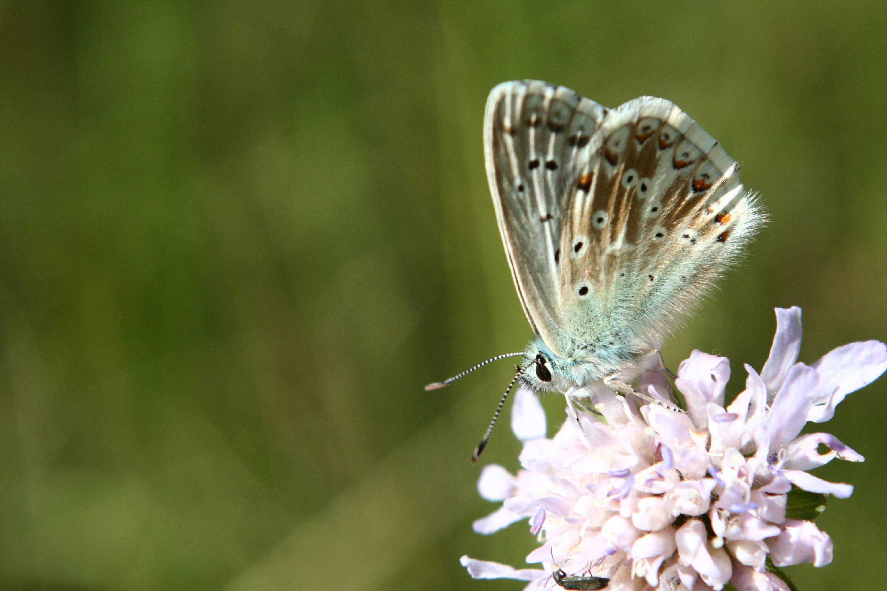 PB01-papillon-Azure-de-Celine-Eymere.jpg