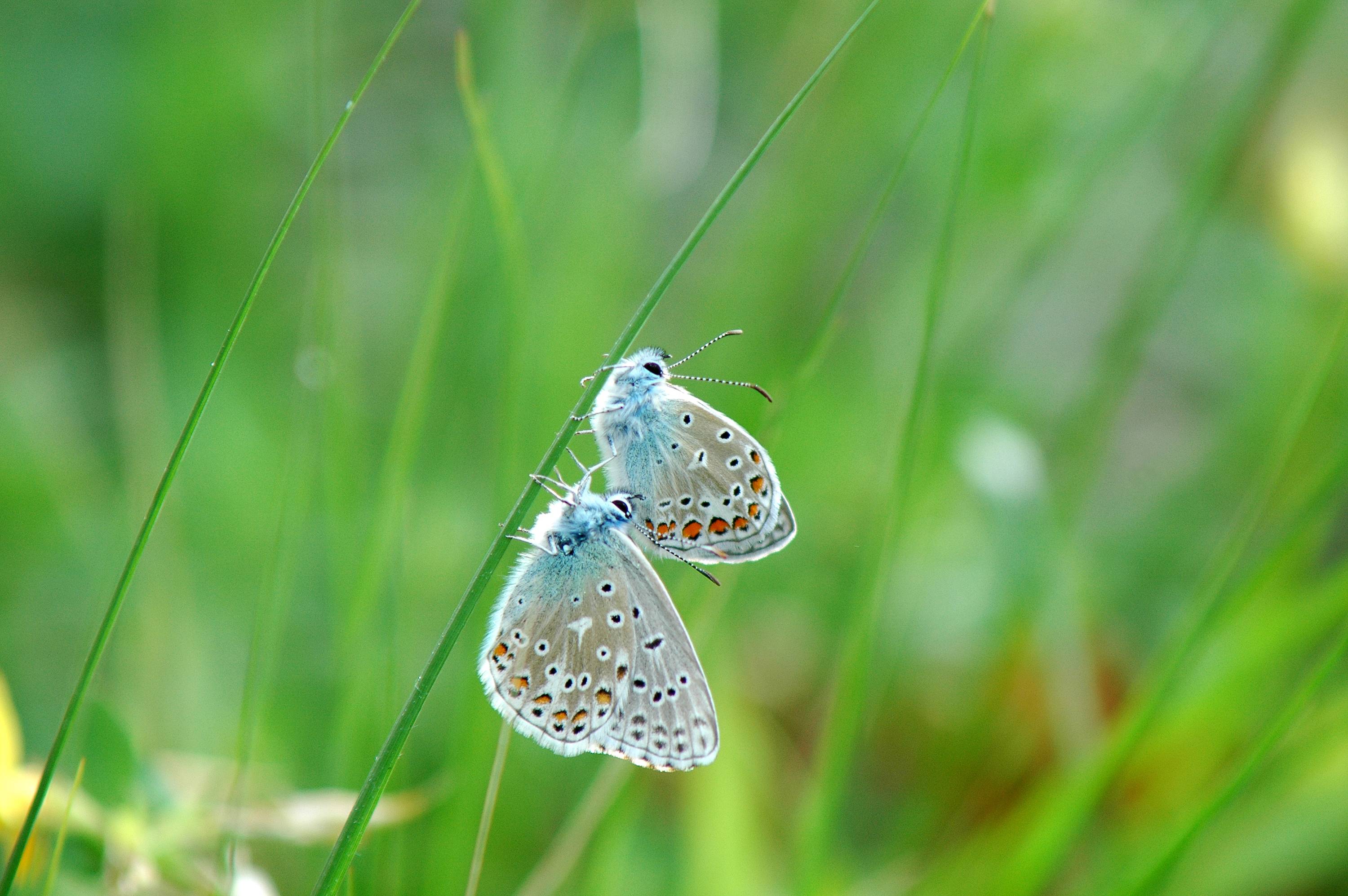 PB02-papillon-Azure- commun-de-Claude-Garnier.JPG