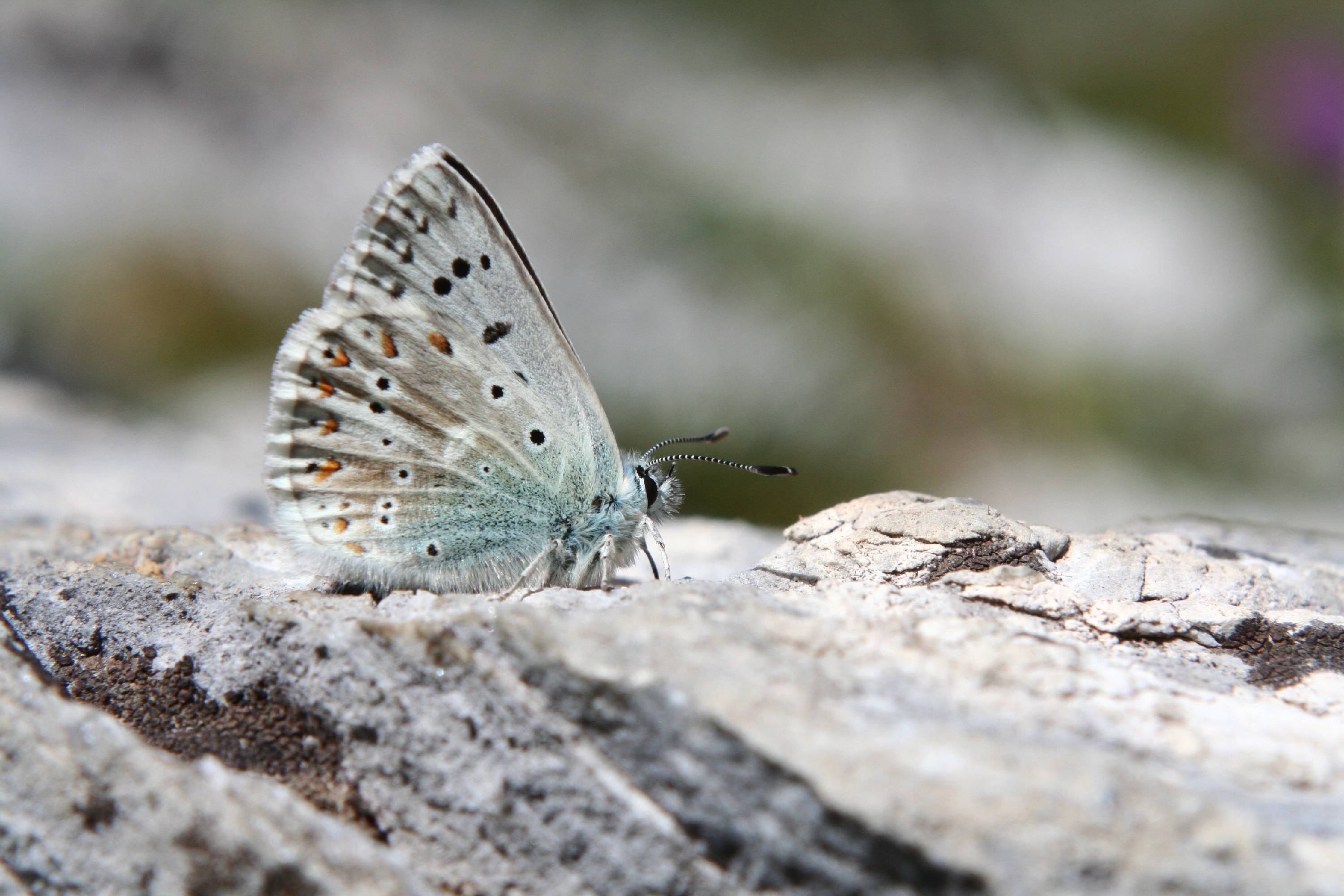 PB03-papillon-Azure-de-Laurent-Crochez.JPG