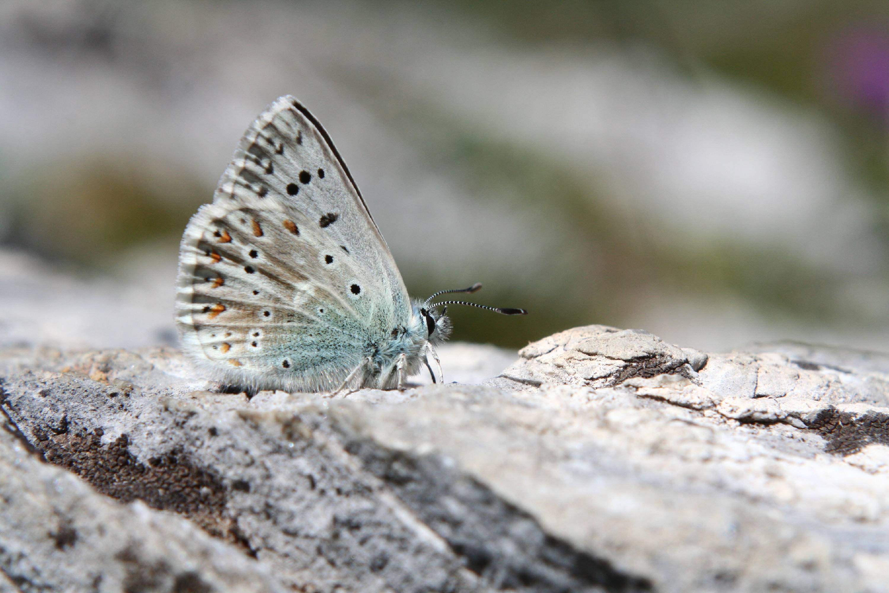 PB03-papillon-Azure-de-Laurent-Crochez.JPG