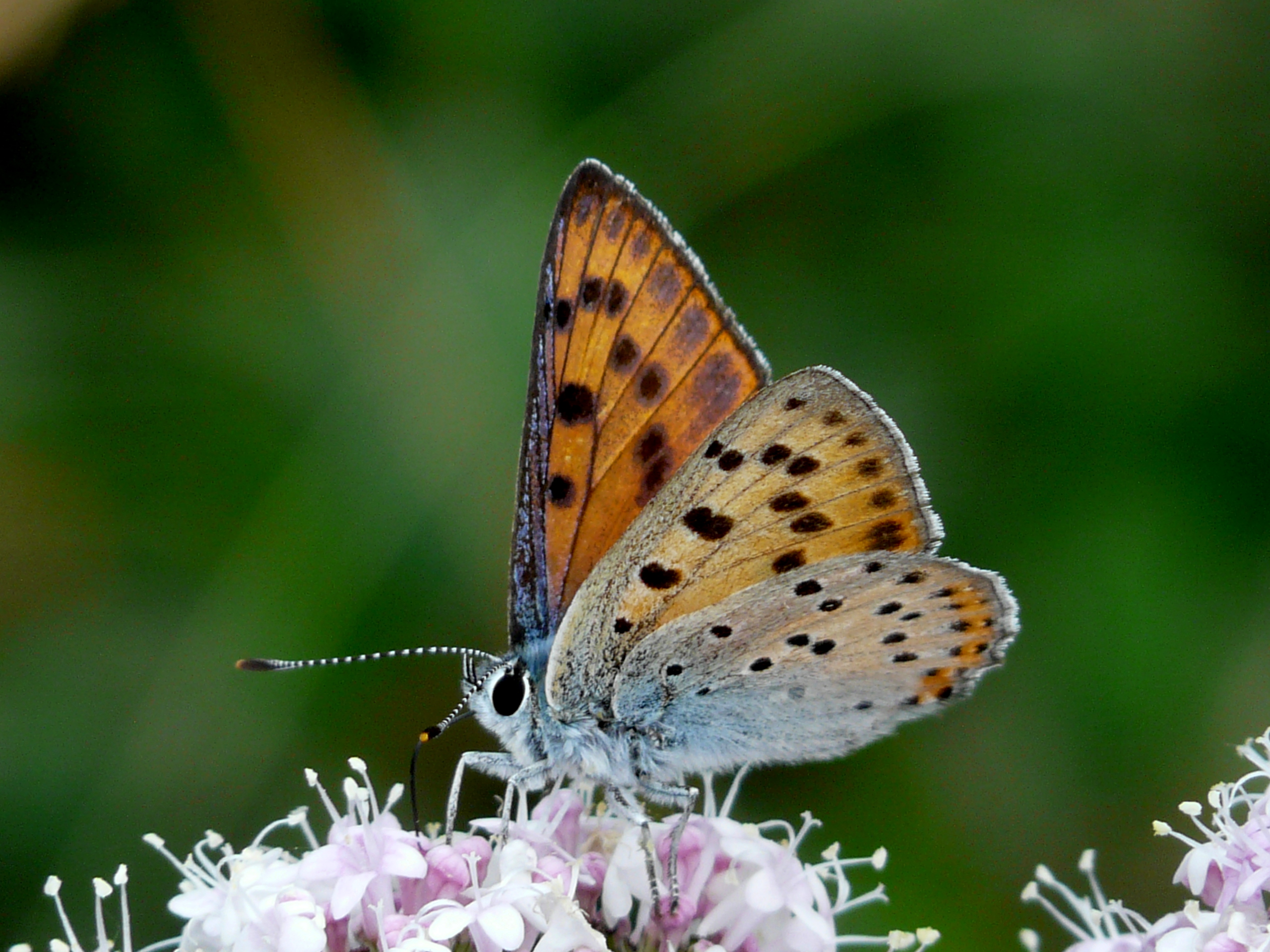 PB04-papillon-azure-de-Nathalie-Brivet .JPG