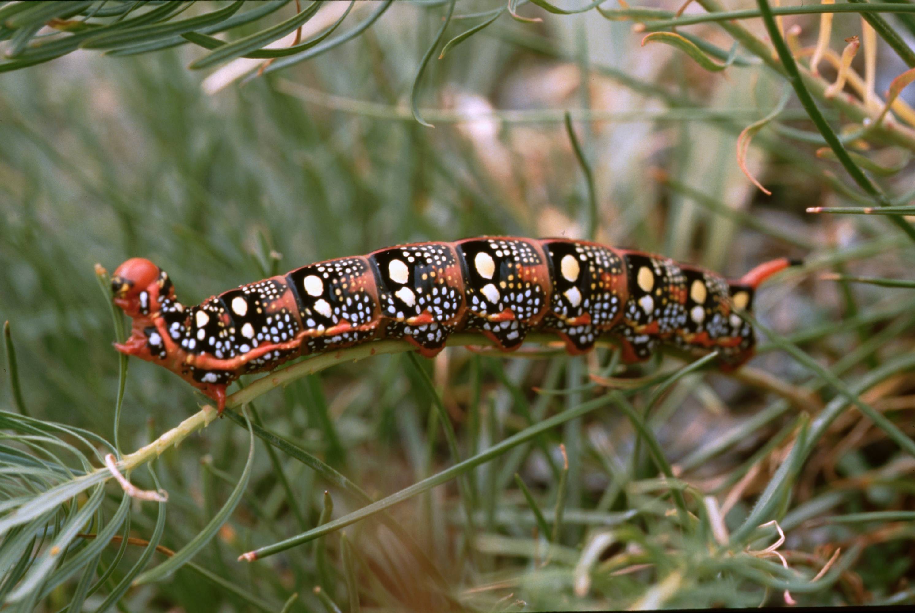 PB07-Papillon-Chenille-de-Sphynx-de-l-euphorbe-de-Erminio-Beati.jpg