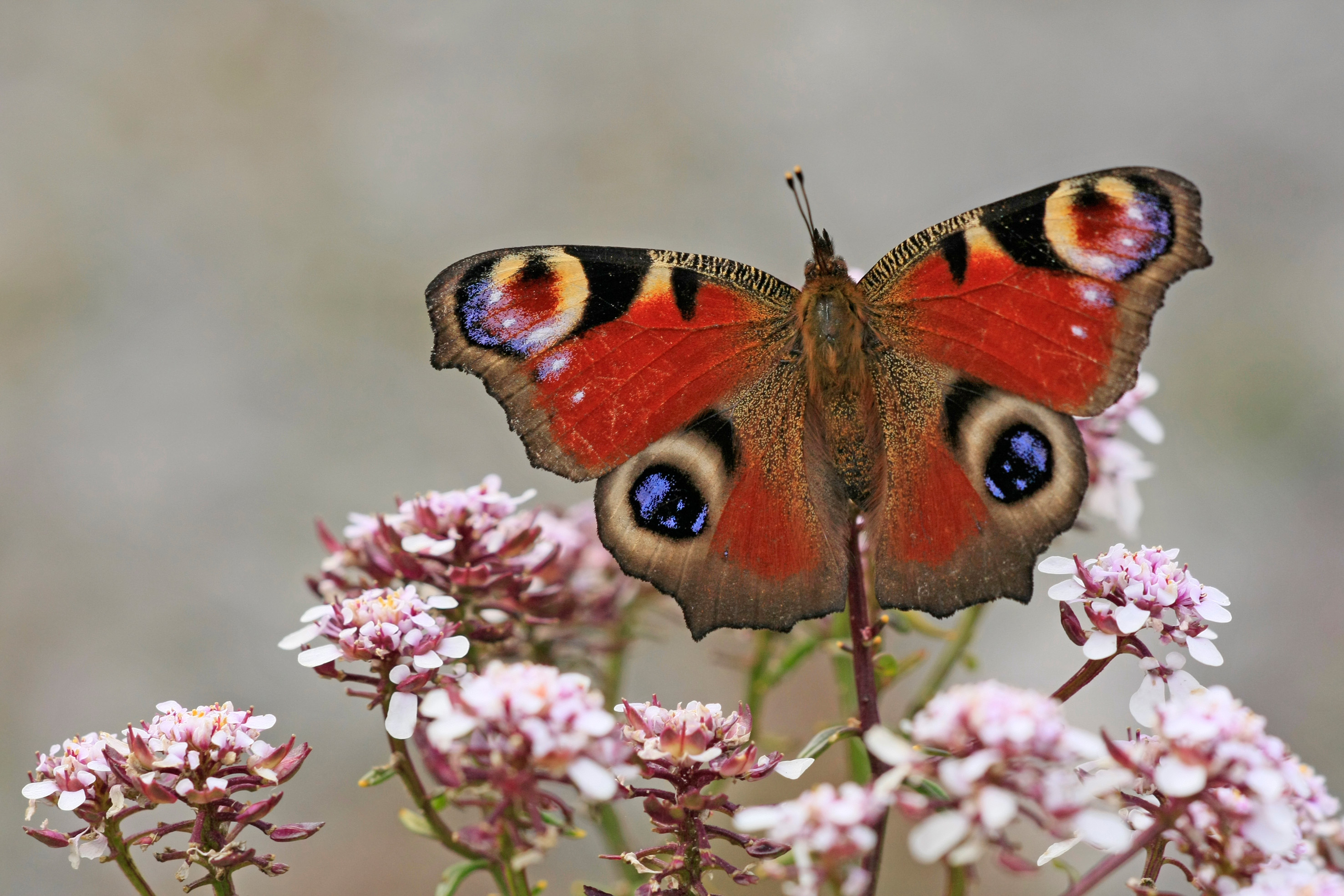 PB08-papillon-Paon du jour-de-Bernard-Gauthier.jpg