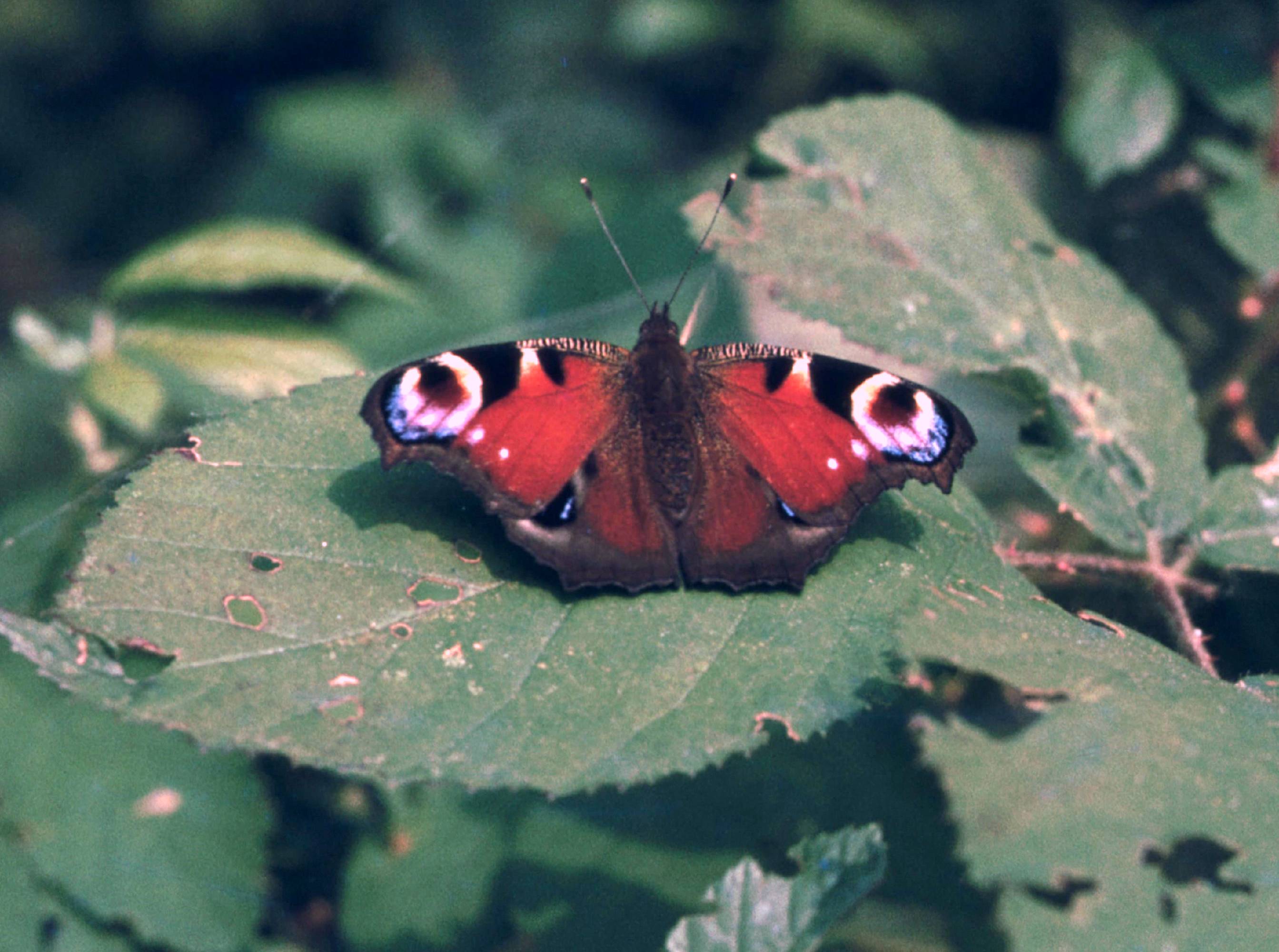 PB09-papillon-Paon-du-Jour- Inachis-io-de-Erminio-Beati.jpg