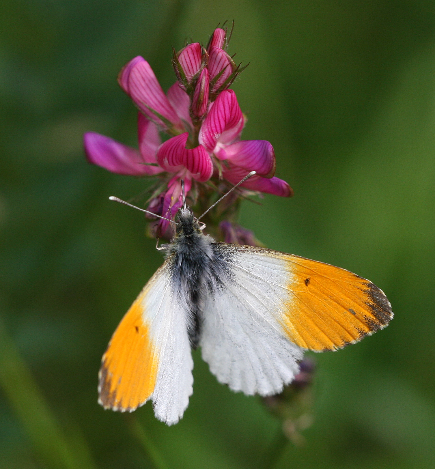 PB10-papillon-Aurora-sur-Sainfoin-de-David-Murgier.jpg