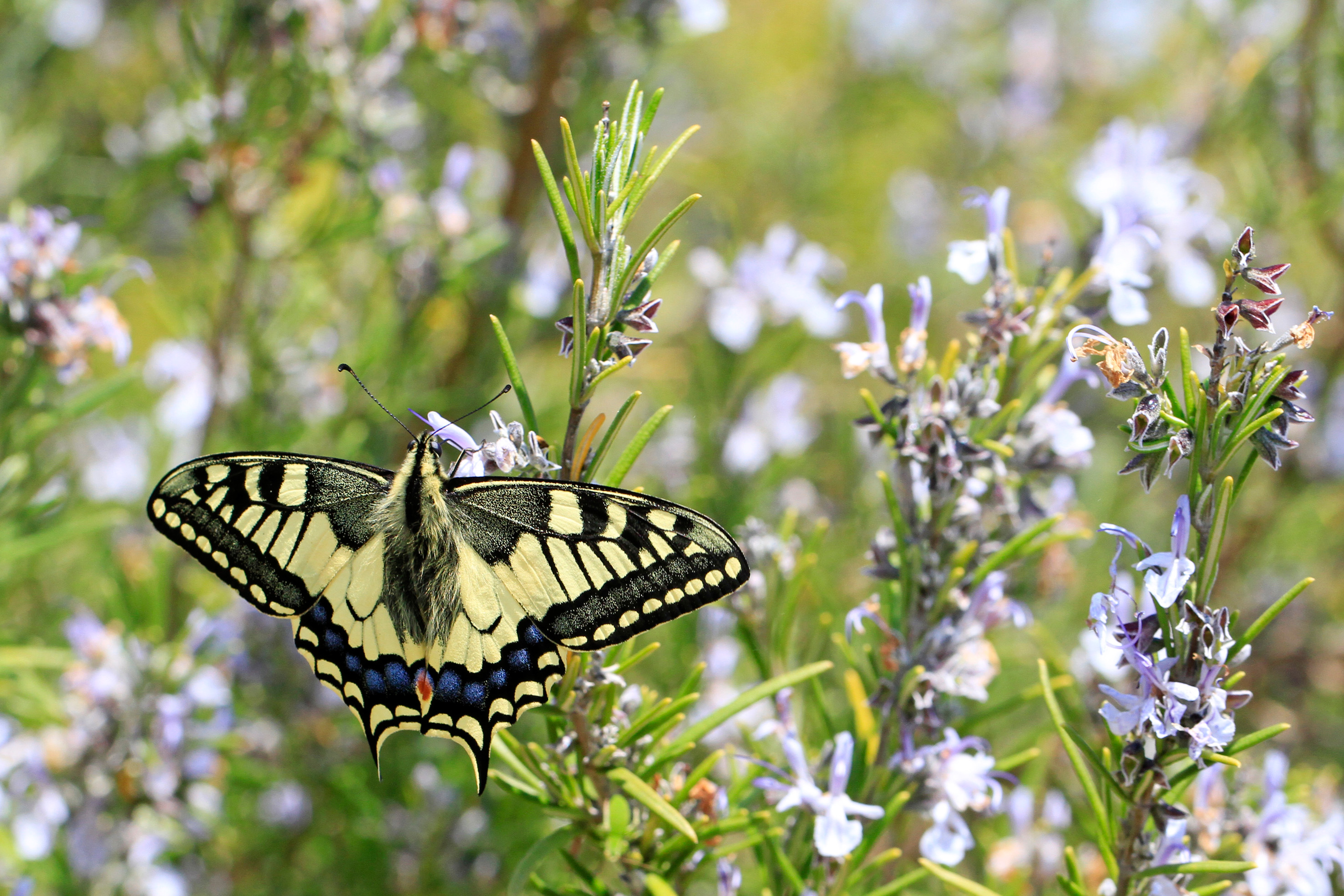 PB11-papillon-Machaon-sur-bruyere-de-Bernard-Gauthier.jpg