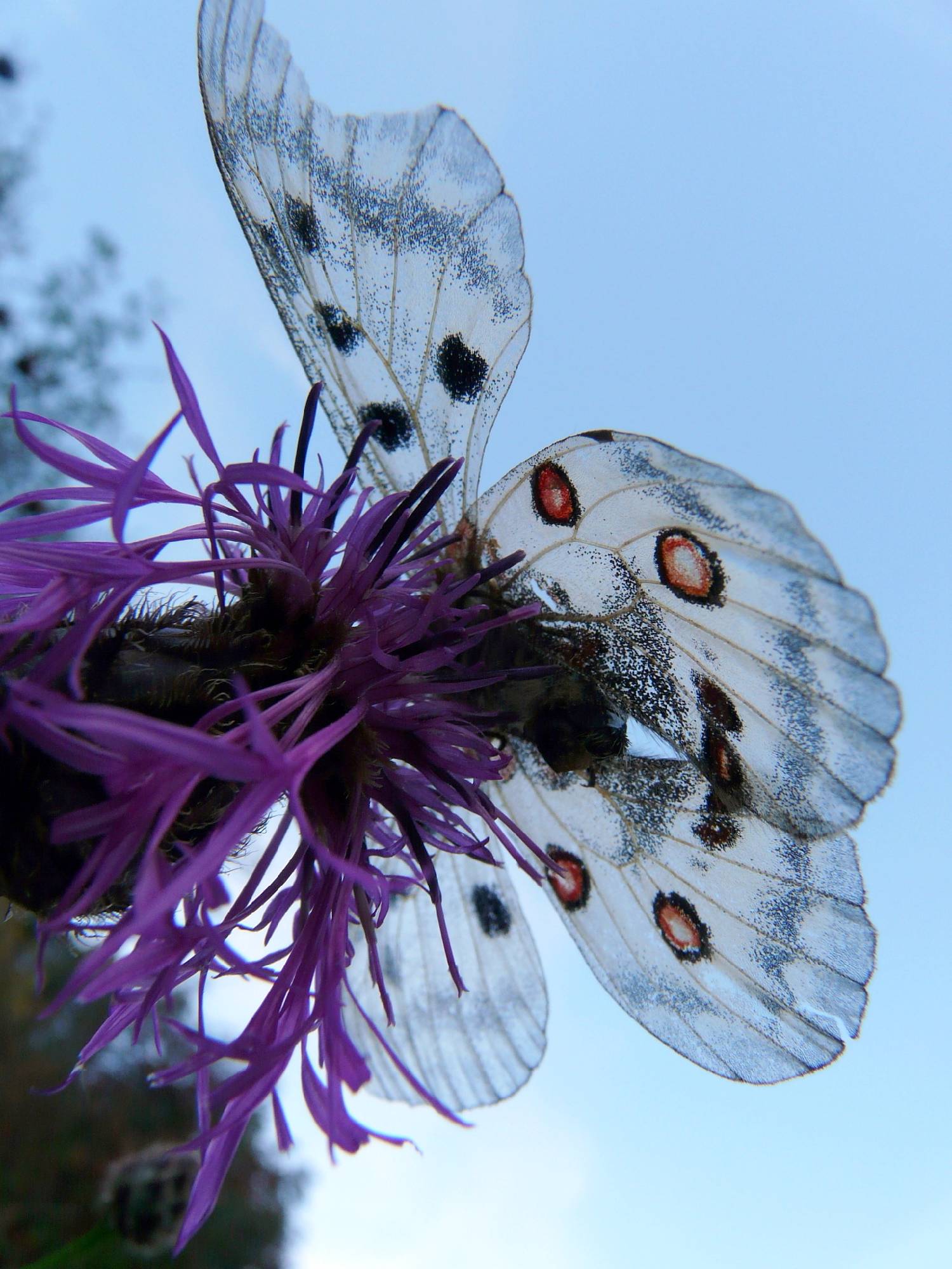 PB12-papillon-apollon-de-Nathalie-Brivet .JPG