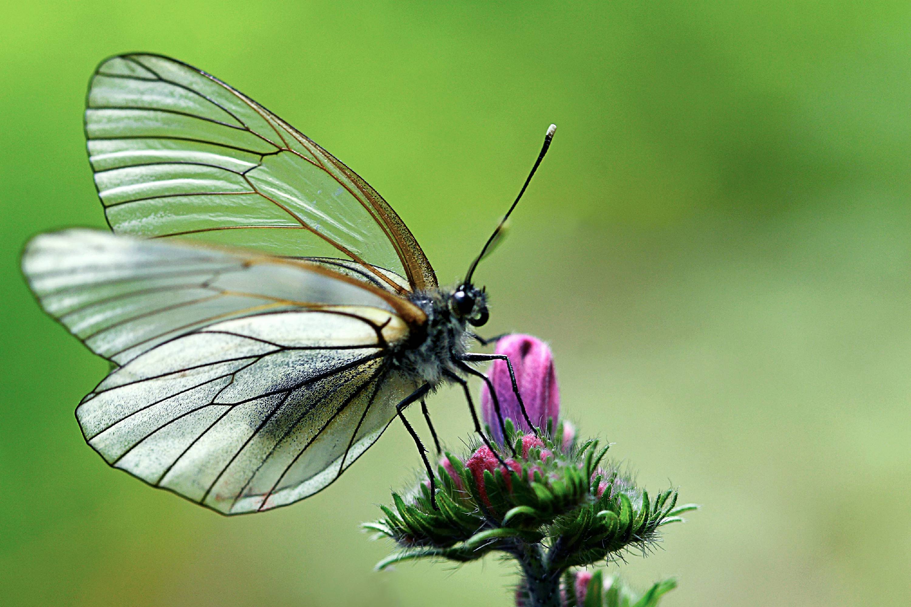 PB13-papillon-gaze-de-michel-meyer.jpg