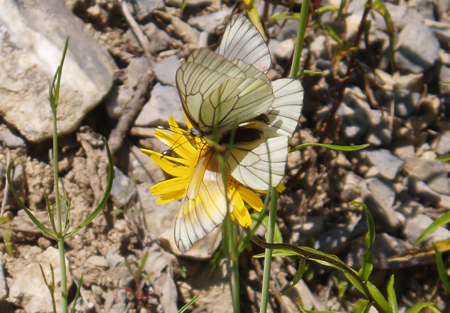 PB14-papillon-Gazes-de-Gerard-Gourlan.jpg