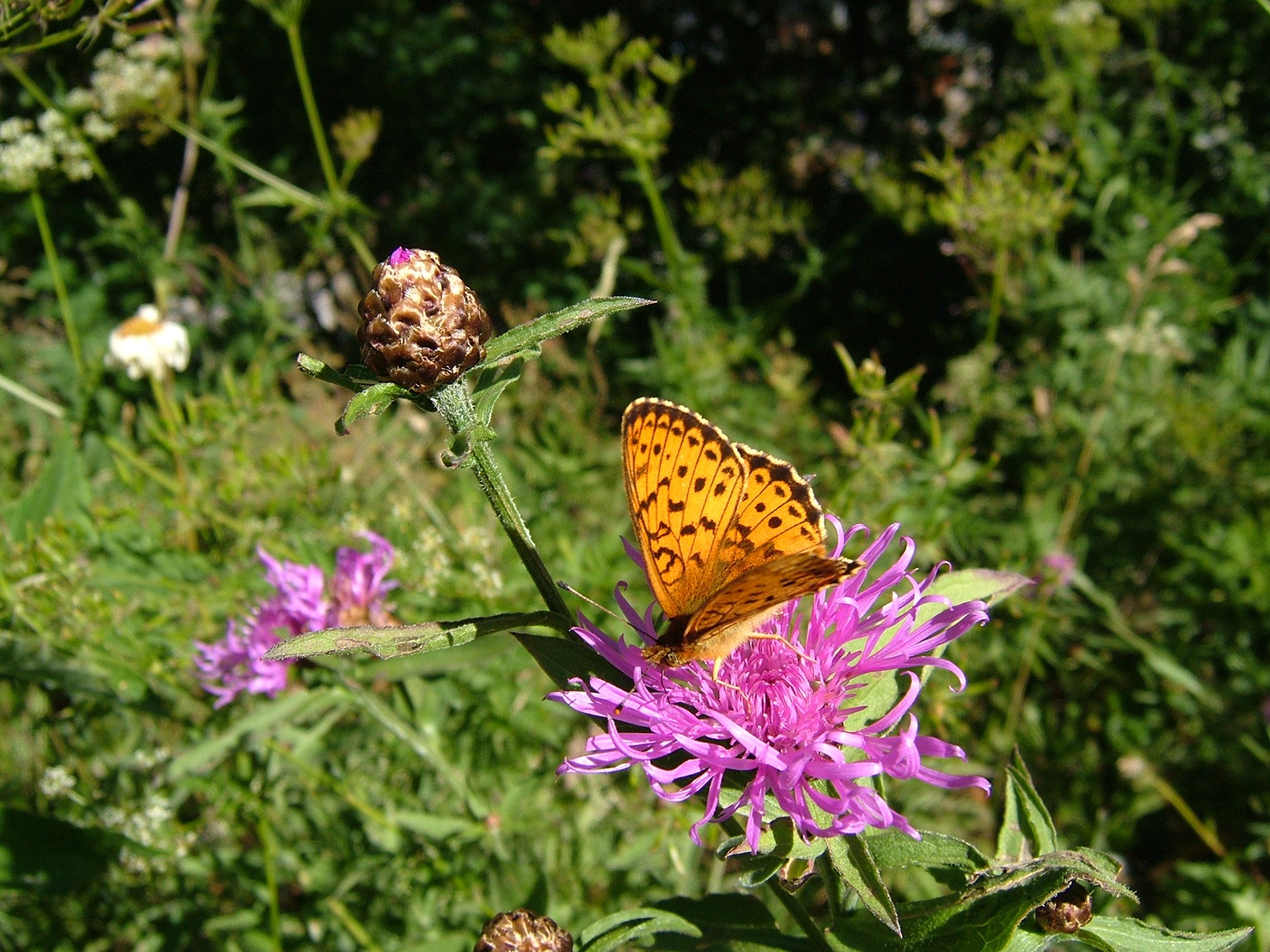 PB15-papillon-tabac-d-espagne-de-Paule-Ervyn.JPG