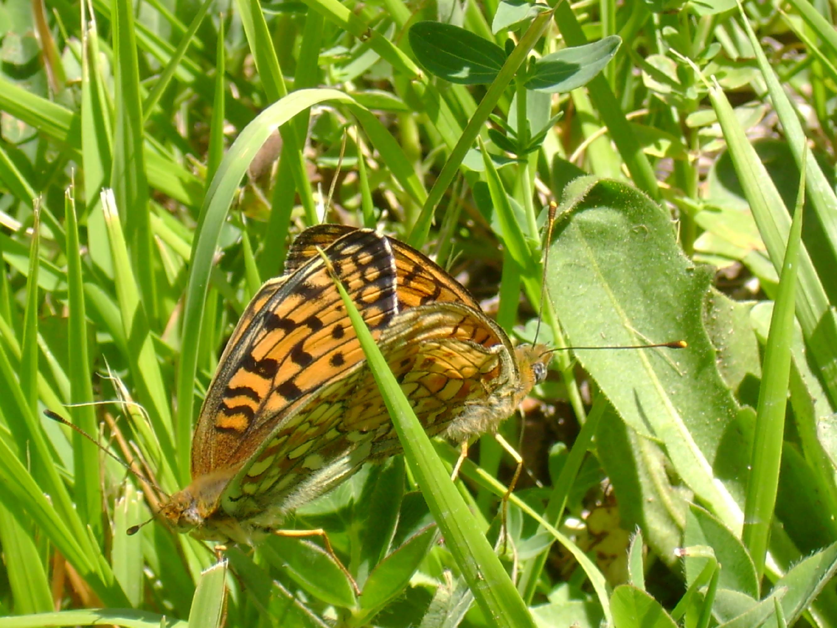 PB16-papillon-Nacre-Tabac-d-espagne-accouplement-de-martine-Falcoz.JPG