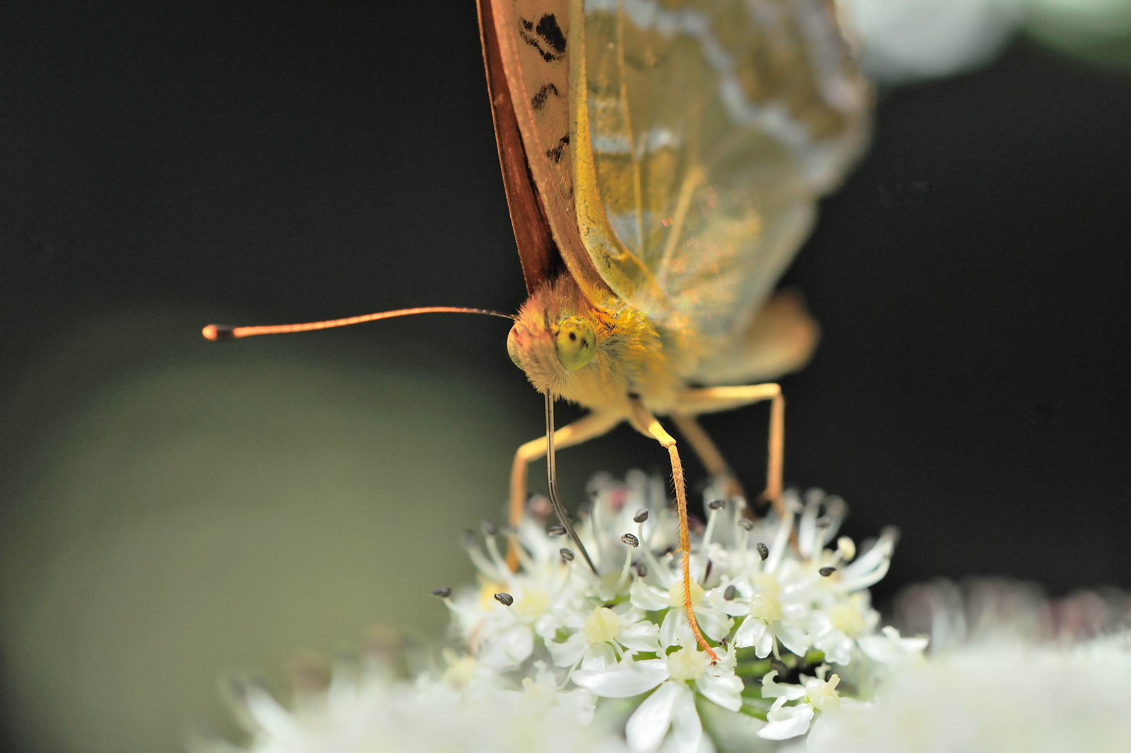 PB17-papillon-Tabac-d-espagne-de-Patrice-Messin.jpg