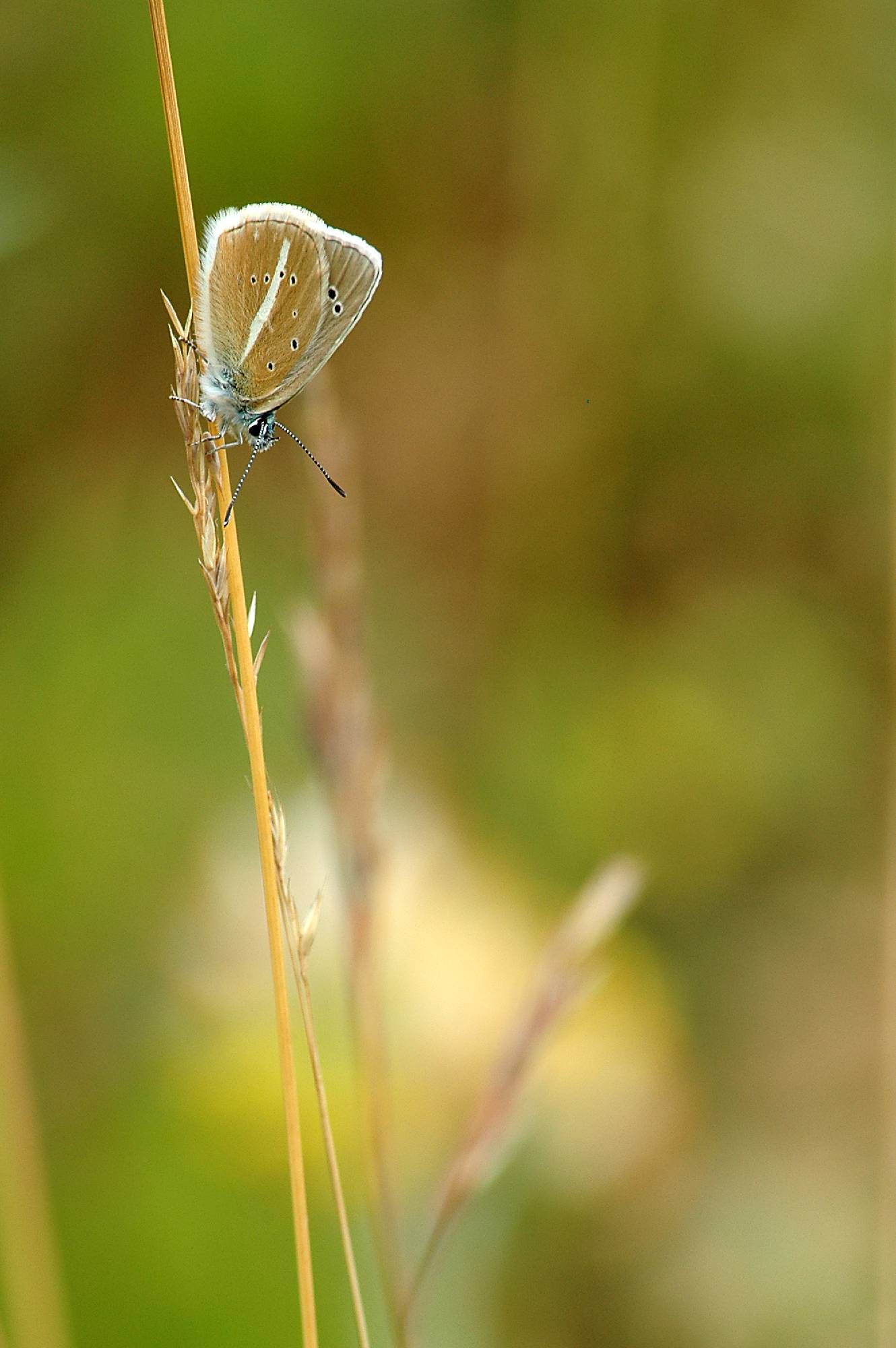 PB19-papillon-Argus-du-geranium-de-Christian-Merentier.JPG