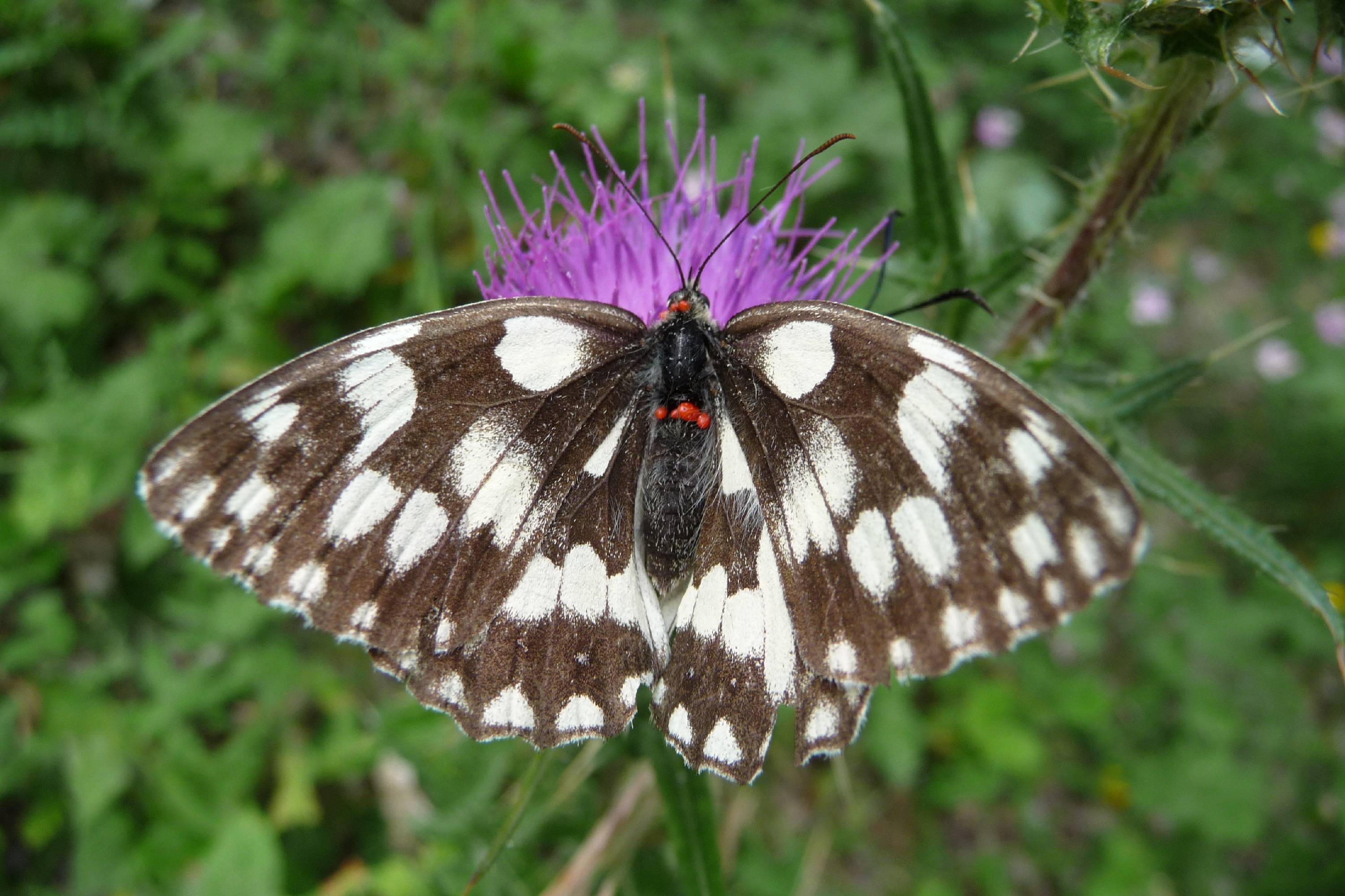 PB20-papillon-demi-deuil-de-thierry-Bois.JPG