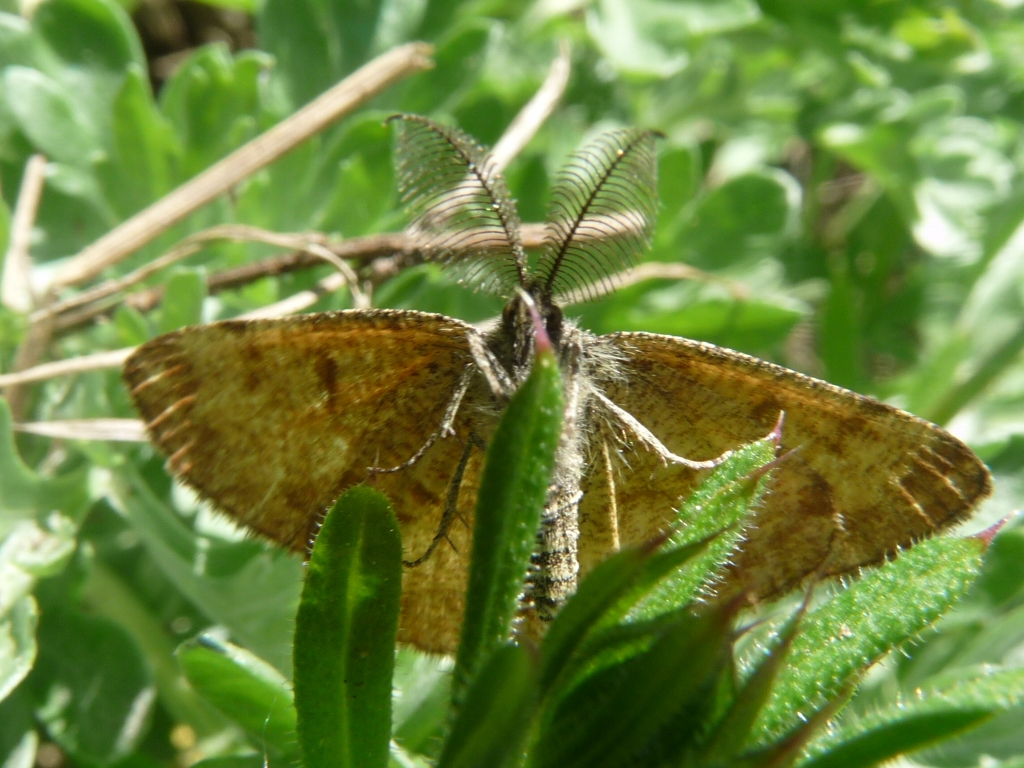 PB21-papillon-Phalene-Picotee-de-Estelle-Vincent.JPG