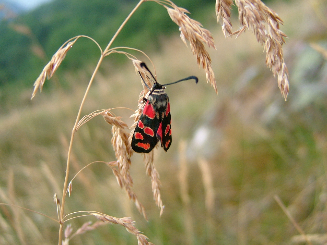 PB22-papillon-Zygene-accroche-sur-herbes-folles-de-Daniel-Erwyn.JPG
