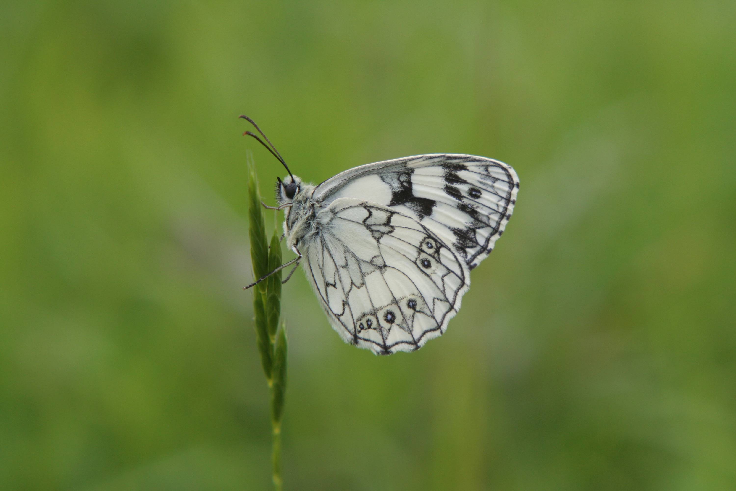 PB23-Papillon-Echiquier-de-Russie-de-Laurent-Crochez.JPG