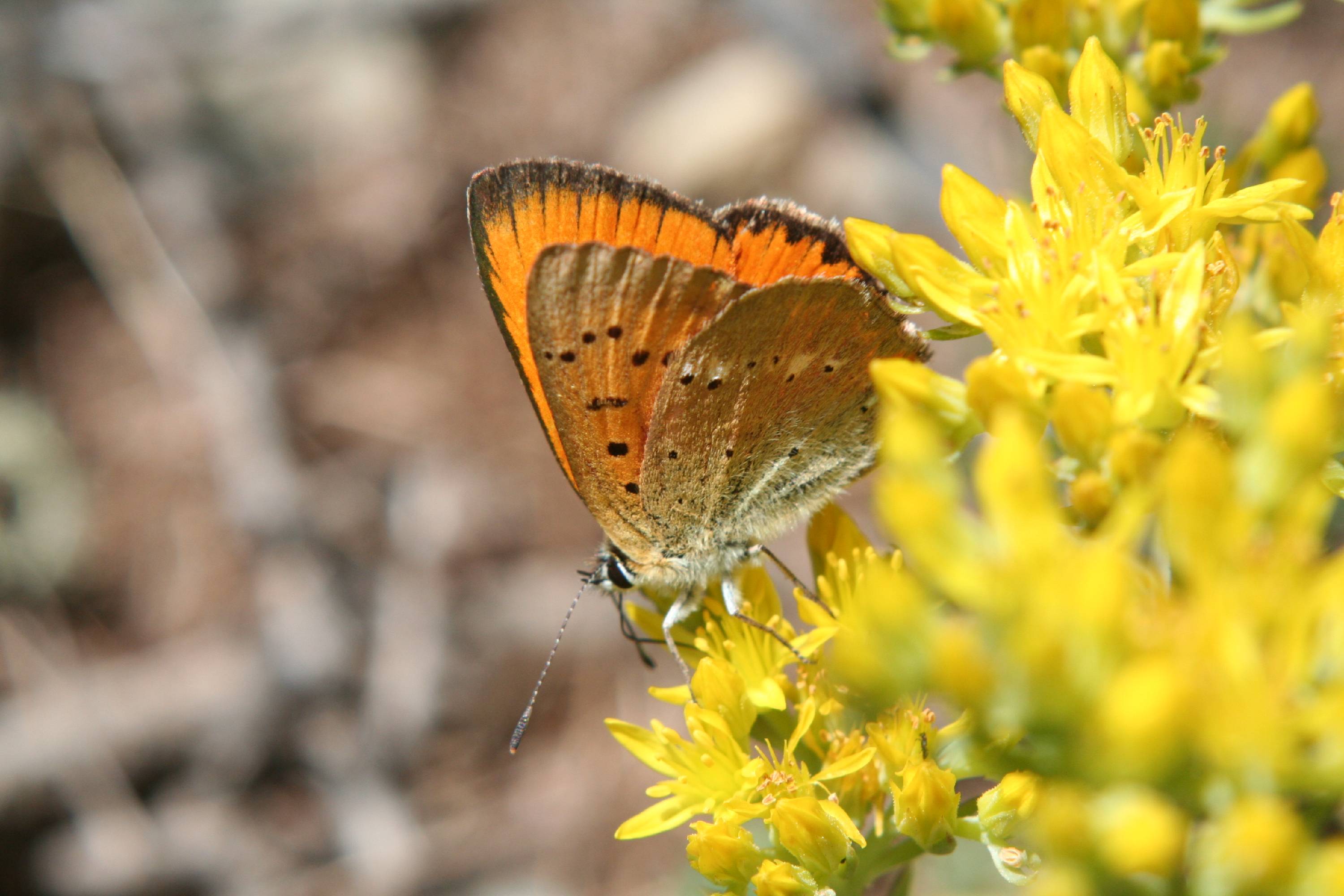 PB25-Papillon-de-Celine-Eymere.jpg