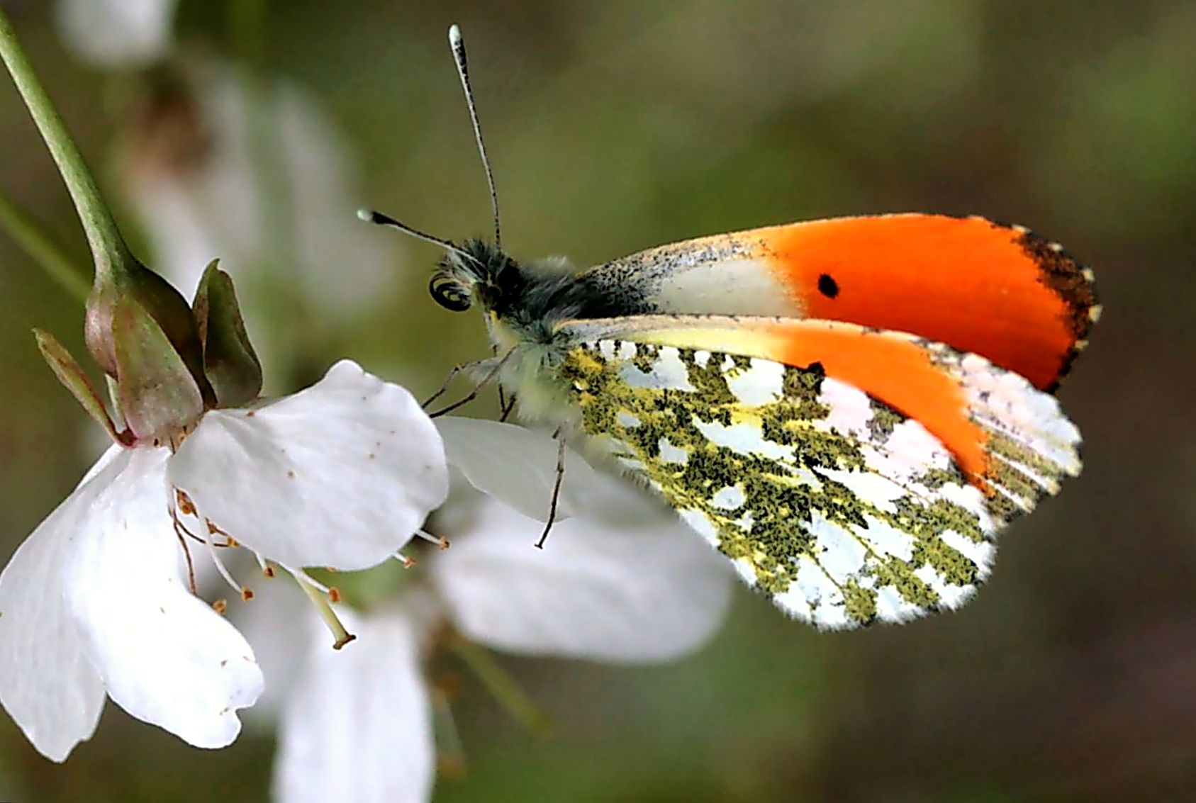 PB26-Papillon-anthocharis cardamines   aurore de R de la Grandiere.JPG