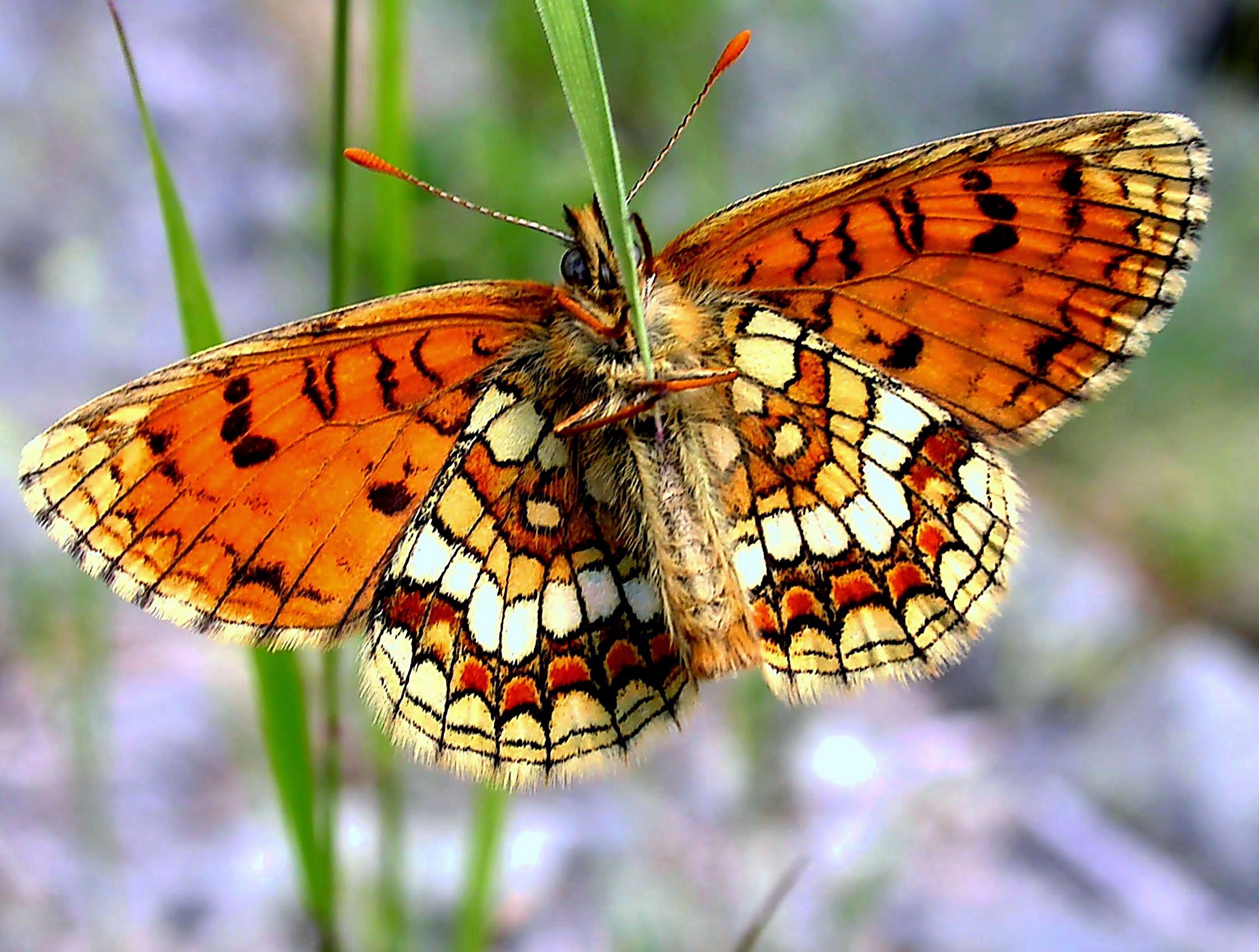 PB27-papillon-mellicta britomartis-de-R de la Grandiere.JPG