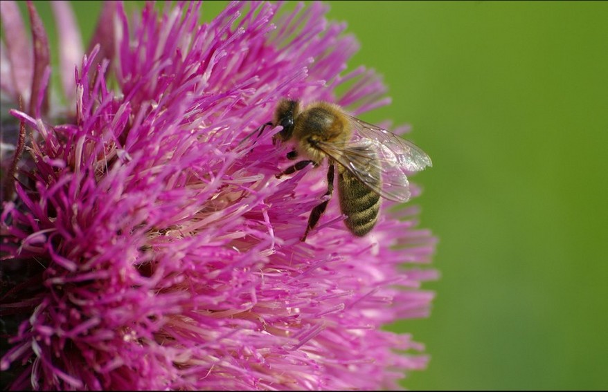 PB29-Abeille-sur-cirse-de-Isabelle-Battentier .jpg