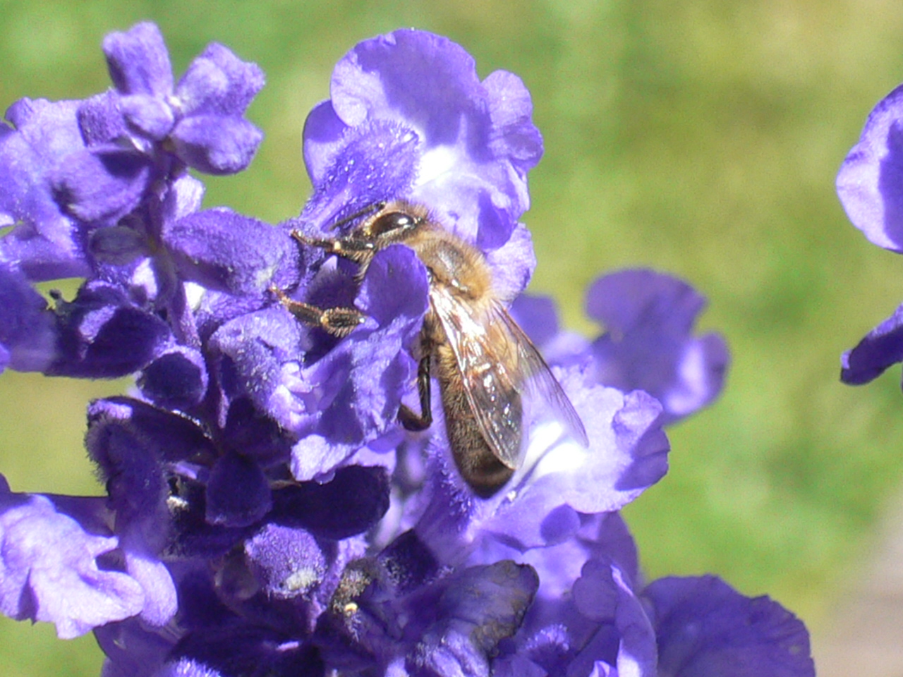 PB30-abeille-de-Valentin-Gauthier.JPG