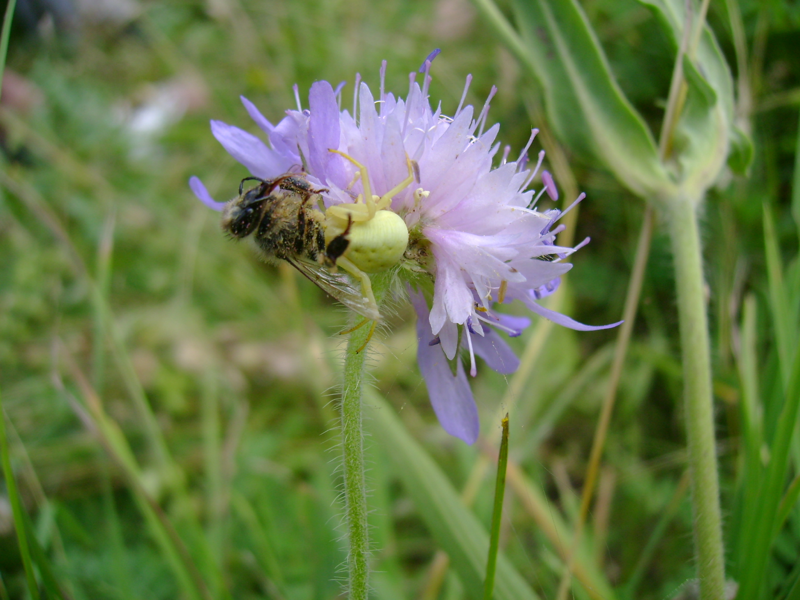 PB32-araignee neutralisant-une abeille-de-Martine-Falcoz.JPG