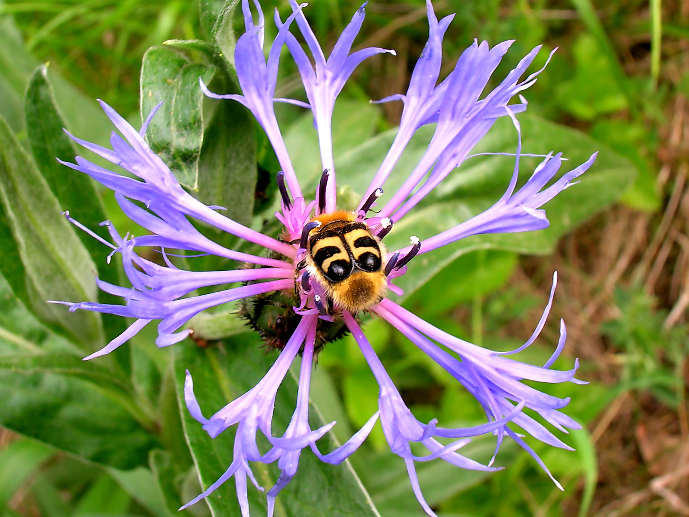 PB39-trichius fasciatus -sur centaurea montana-de-R-de-la-grandiere.jpg