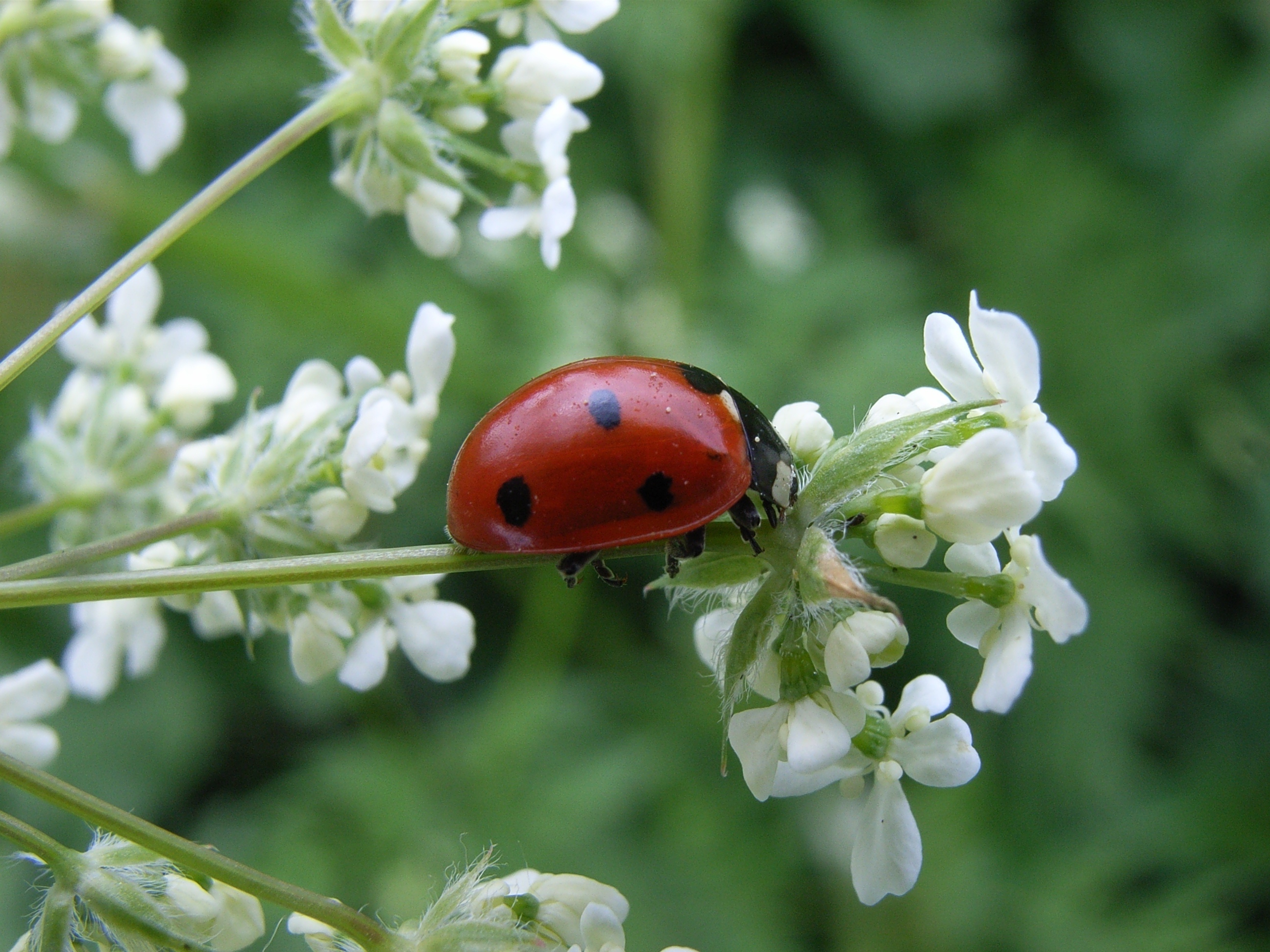 PB41-Coccinelle-de-Gisele-Duverney-Pret.JPG