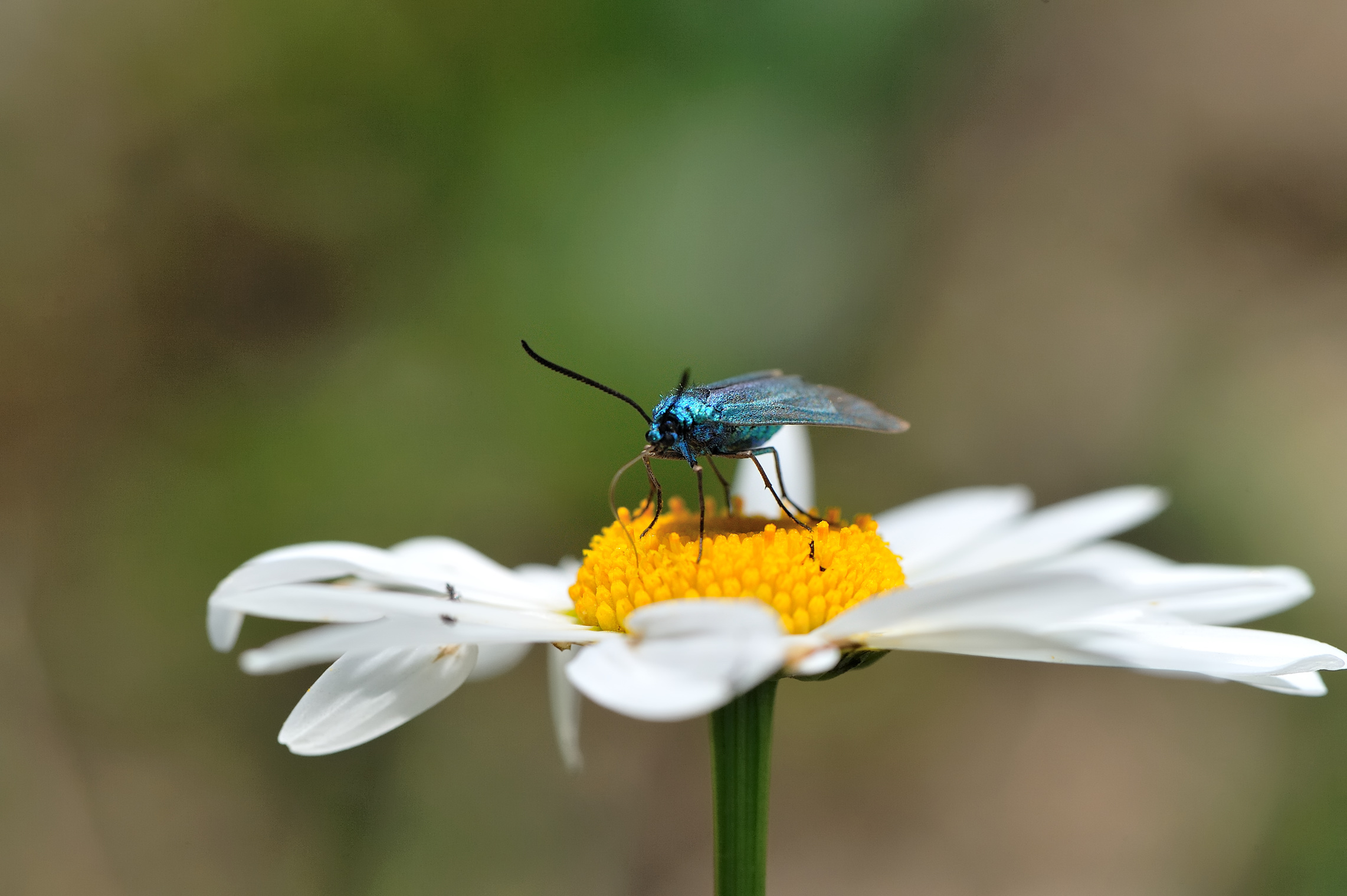 PB44-adscita-sp-turquoise-sur-marguerite-de-Patrice-Messin.jpg