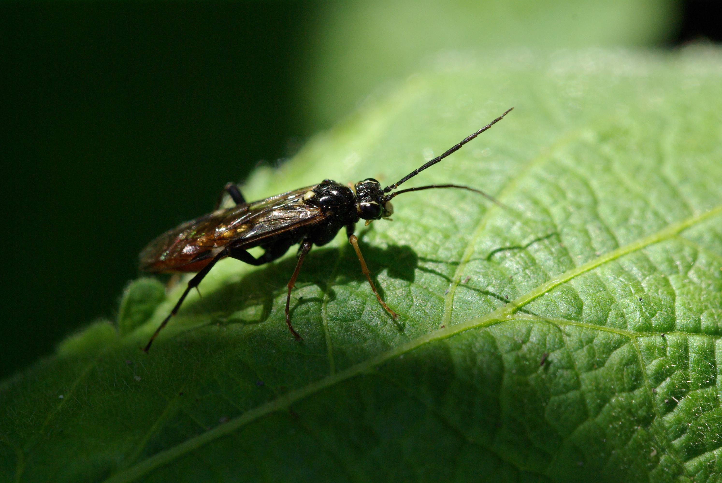 PB48-insecte-a-identifier-de-christophe-dorlet.JPG