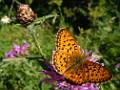 PB06-papillon-Nacre-porphyrin-pose-sur-centaurea-scabiosa-de-Daniel-Erwyn