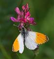 PB10-papillon-Aurora-sur-Sainfoin-de-David-Murgier