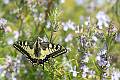 PB11-papillon-Machaon-sur-bruyere-de-Bernard-Gauthier