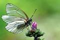 PB13-papillon-gaze-de-michel-meyer