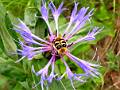 PB39-trichius fasciatus -sur centaurea montana-de-R-de-la-grandiere