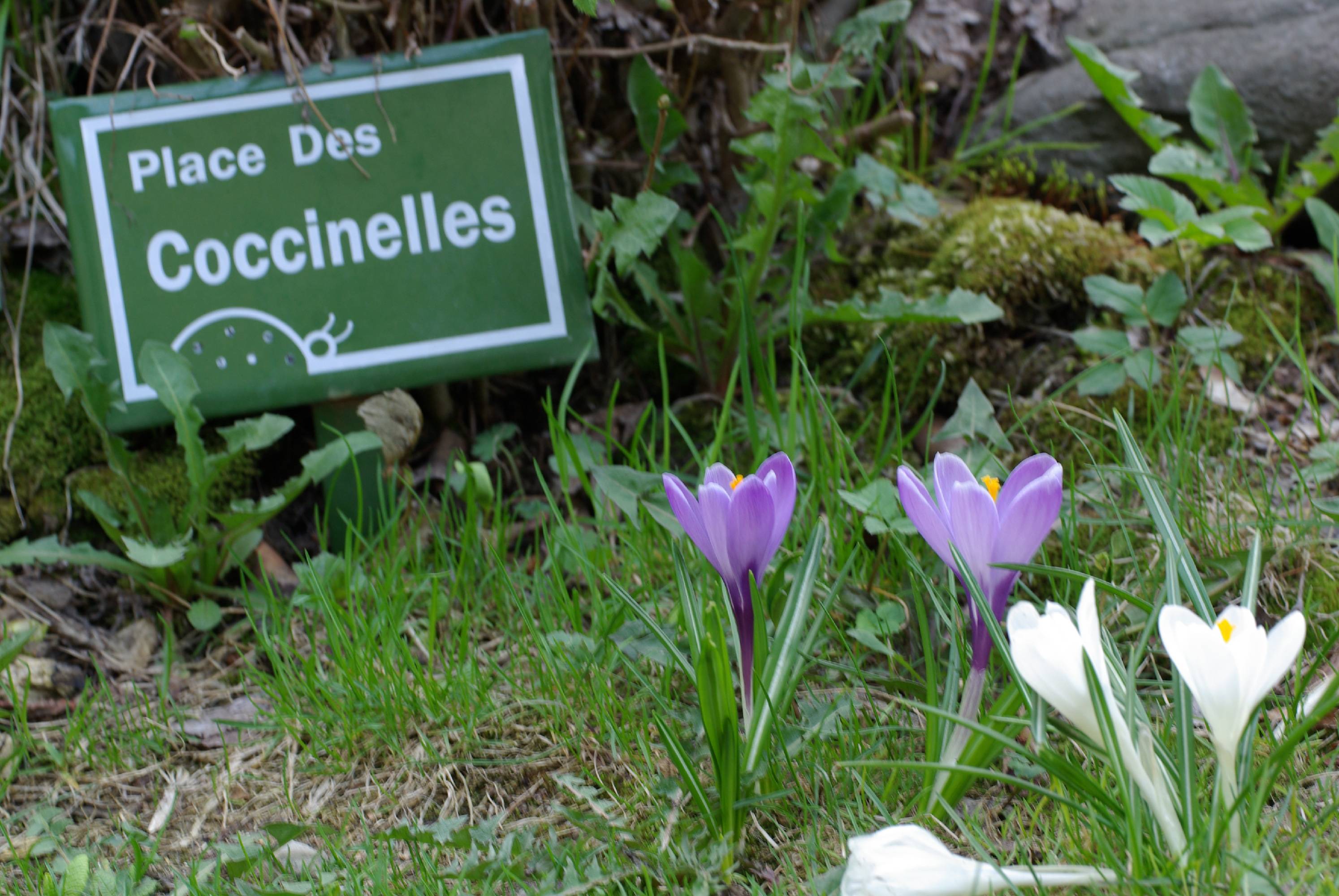 VI11-place-des-coccinelles-de-Benedicte-Emelien.jpg