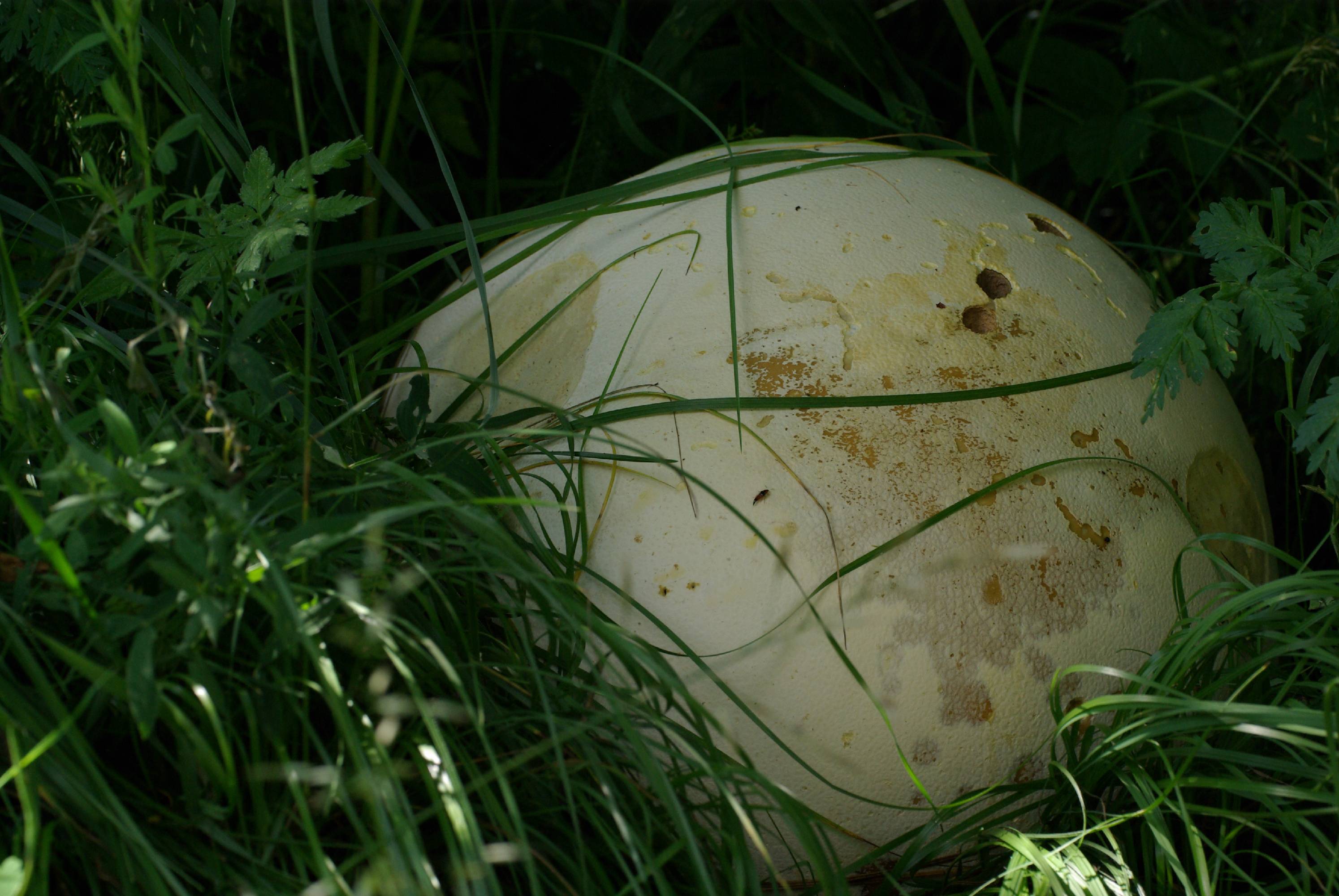 VI12-comme-un-ballon-de-football-de-Meije-de-Poortere.jpg